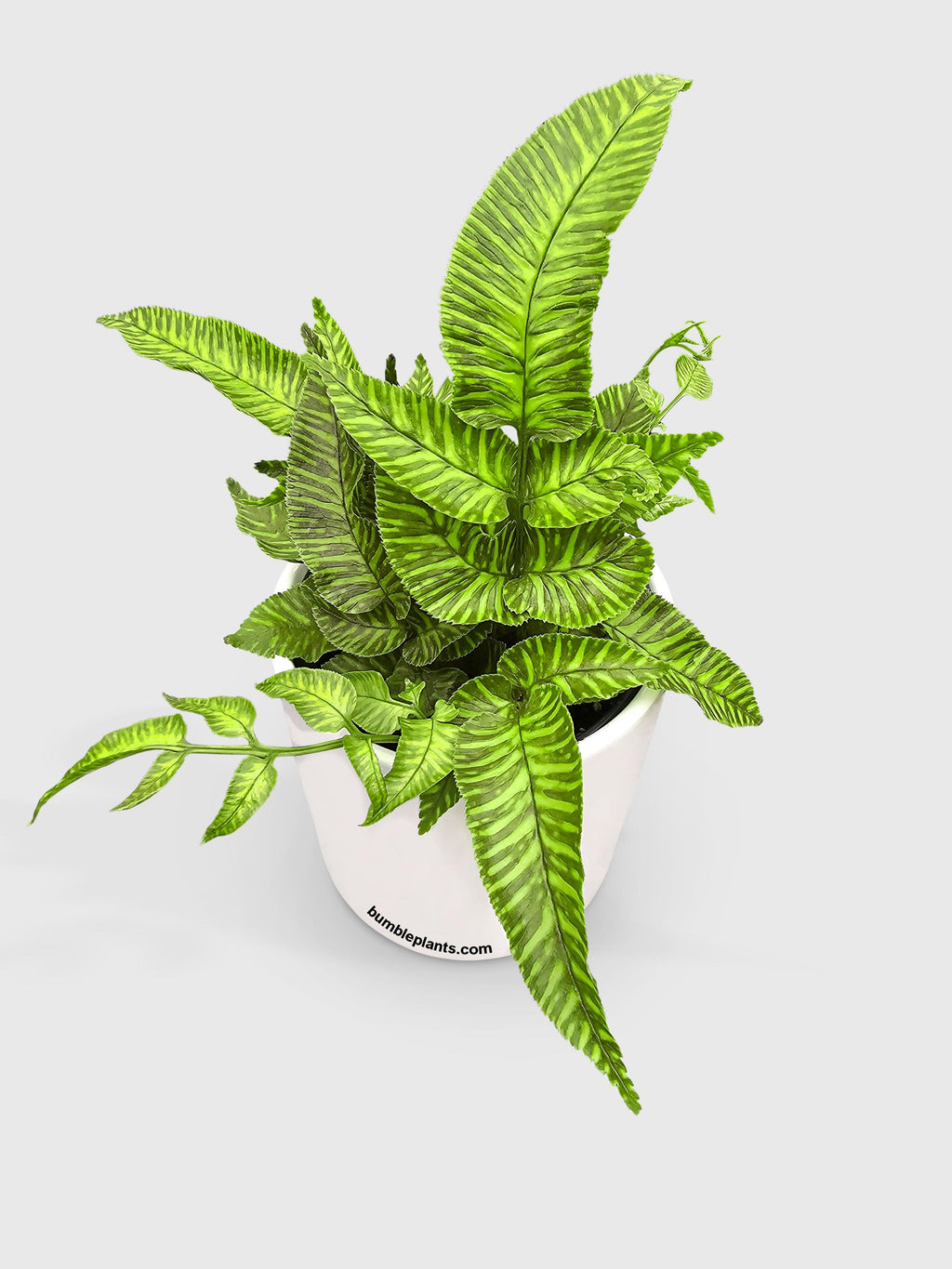 Striped Golden Zebra Bamboo Fern