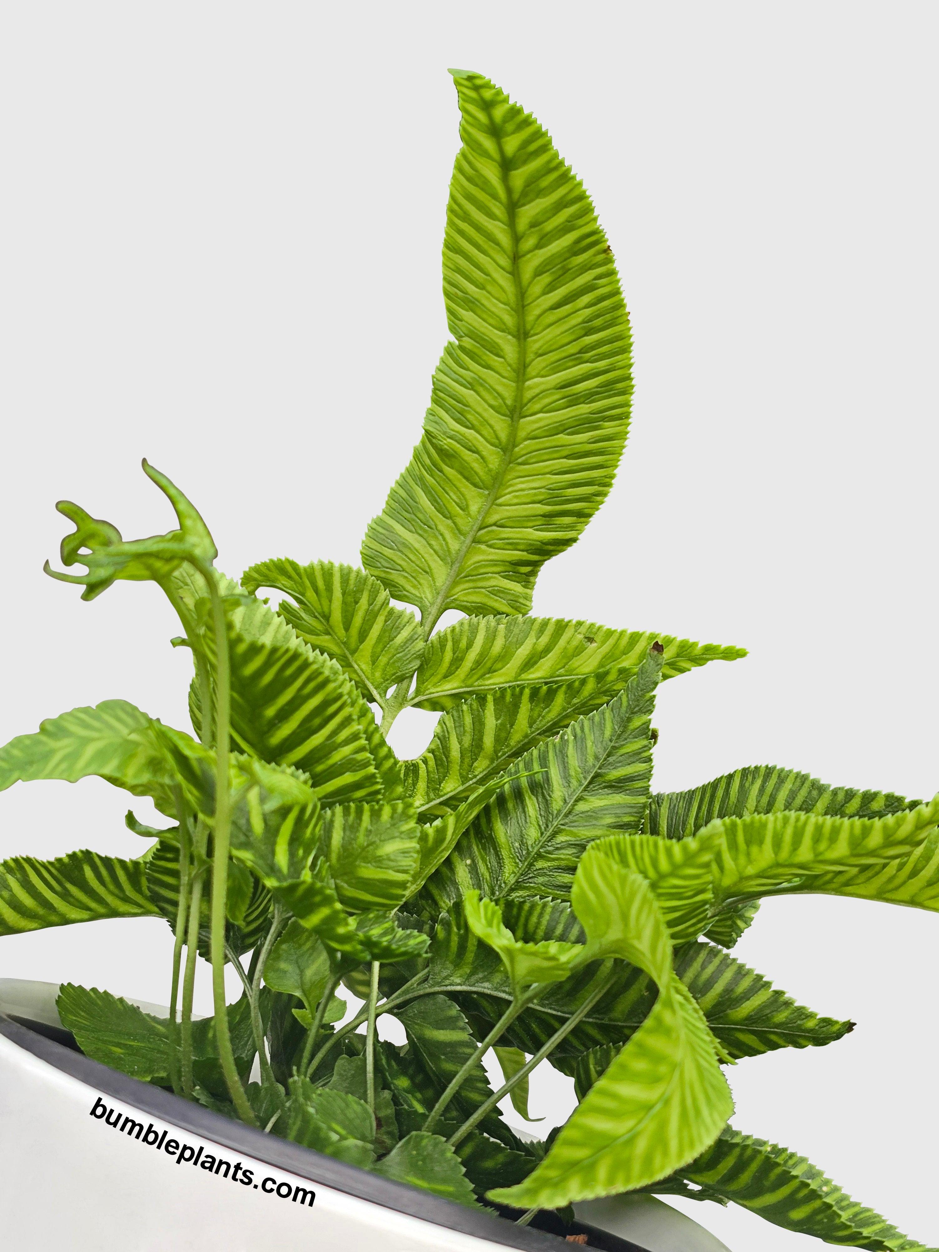 Striped Golden Zebra Bamboo Fern