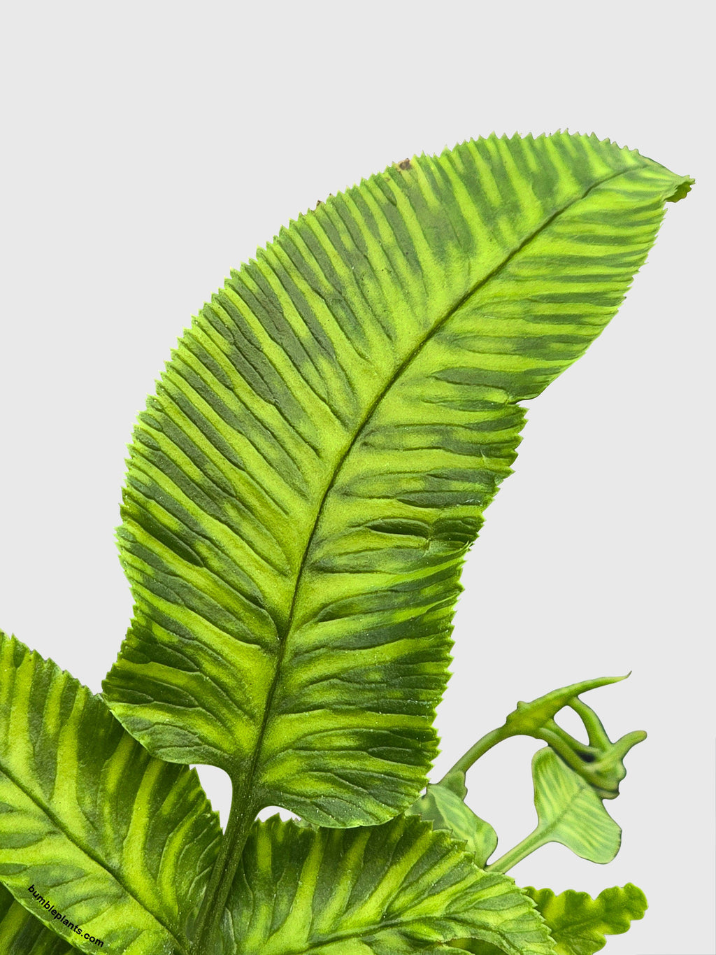 Striped Golden Zebra Bamboo Fern