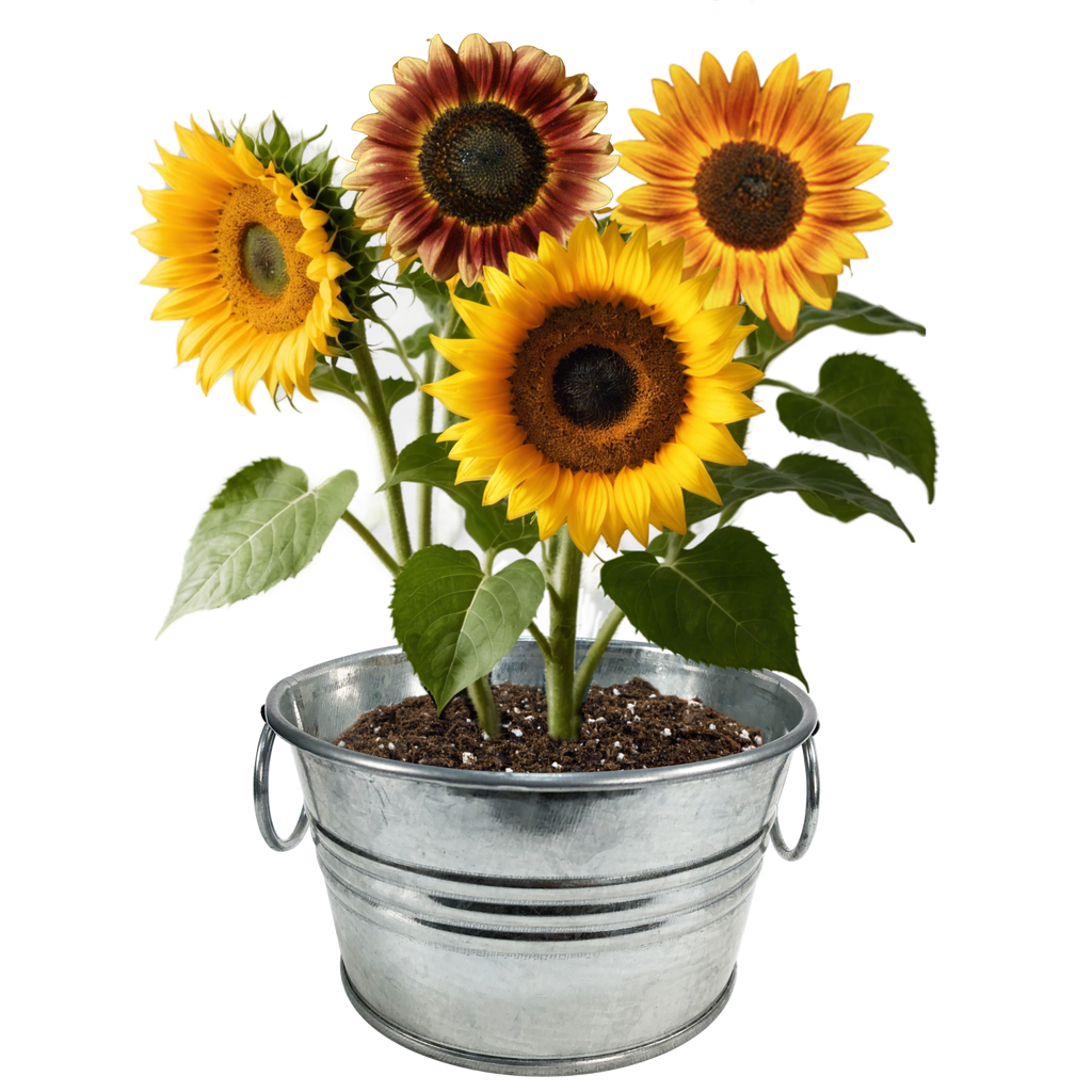 Pail of Sunshine - Grow Your Own Sunflowers Multipack of 3