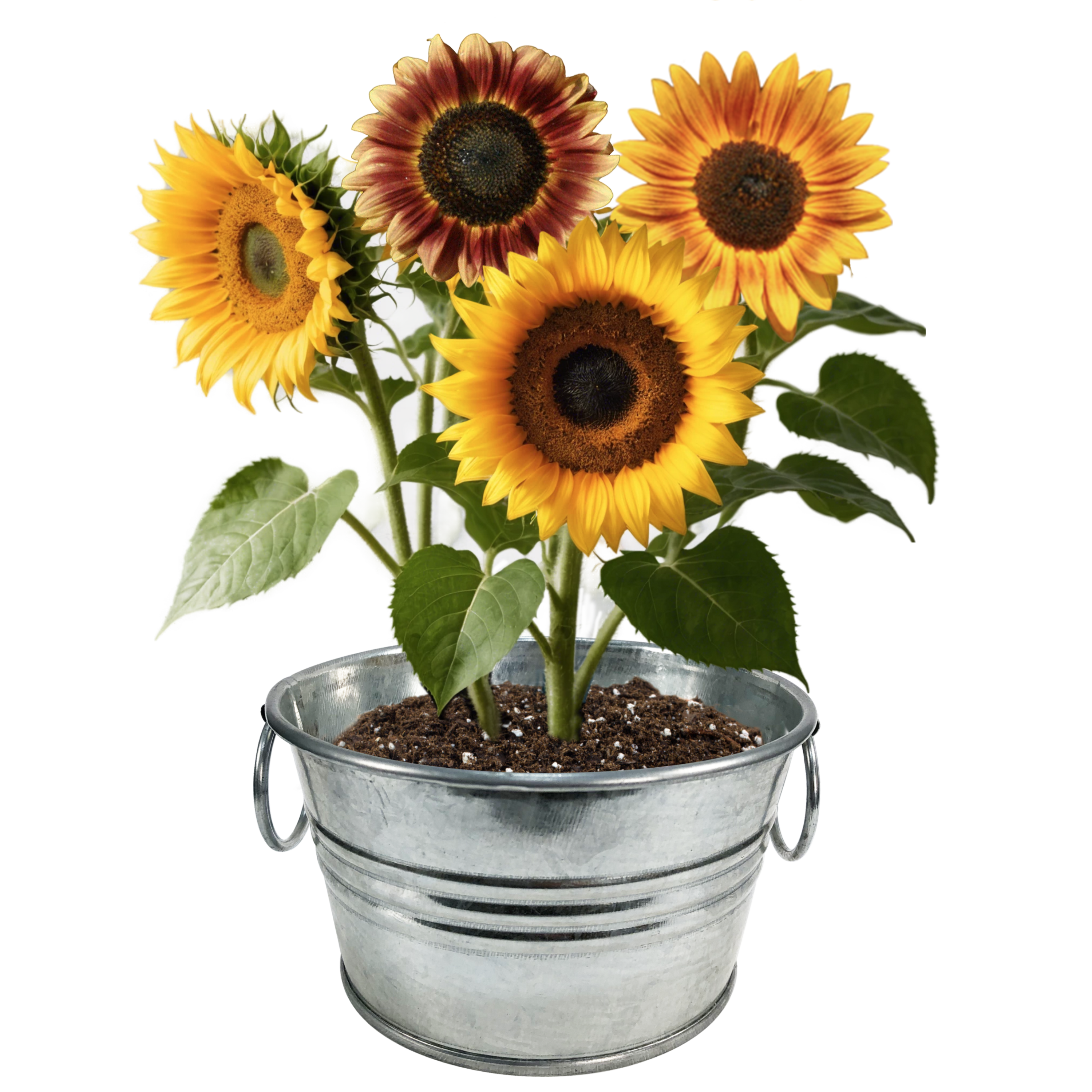Pail of Sunshine - Grow Your Own Sunflowers Multipack of 3