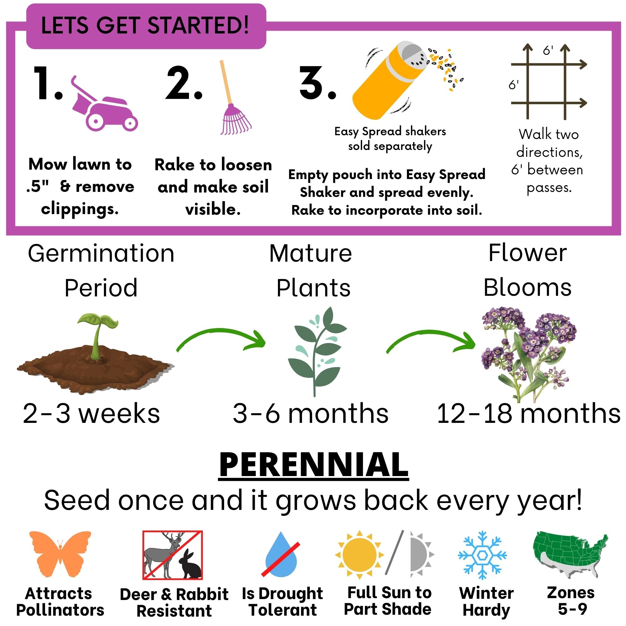 Sweet Alyssum Royal Carpet Seed Pouch