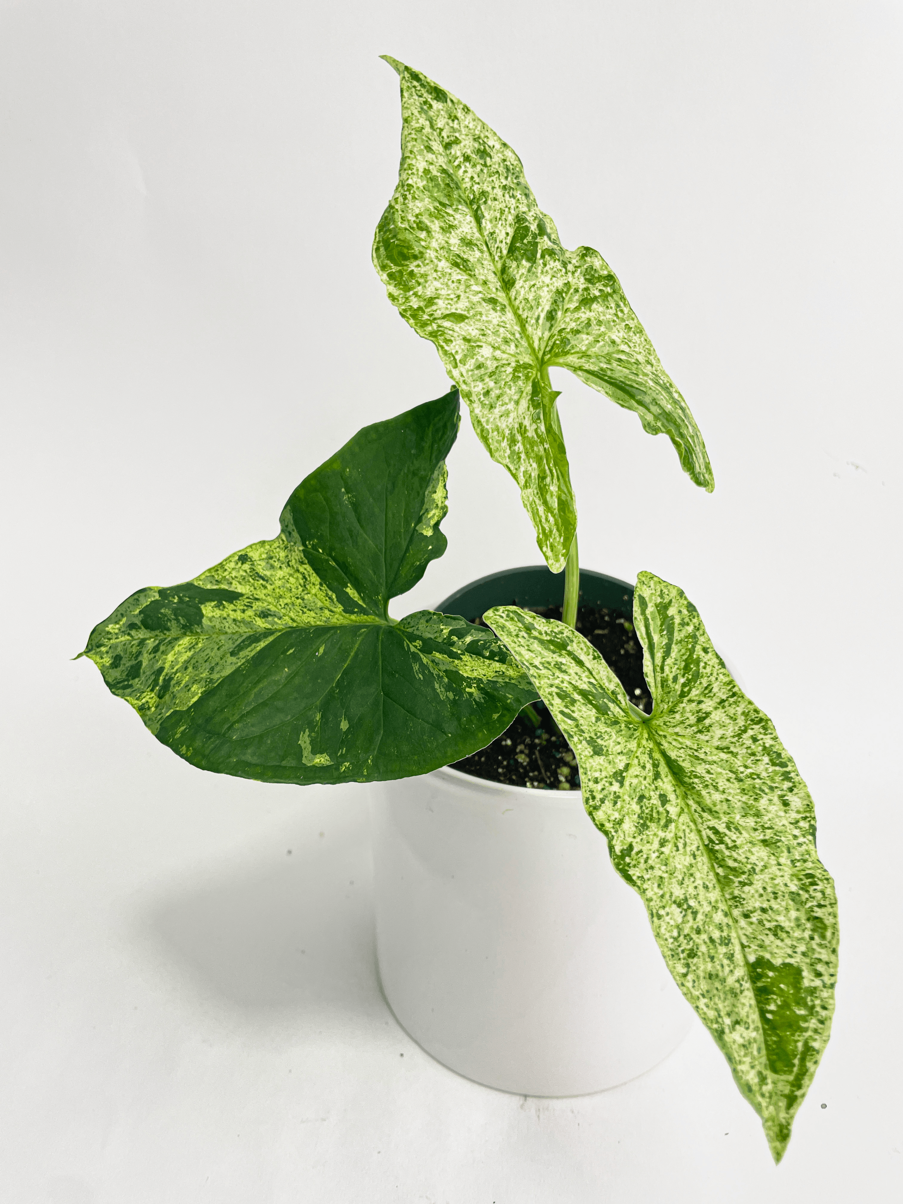 Syngonium Podophyllum 'Mojito' Hybrid