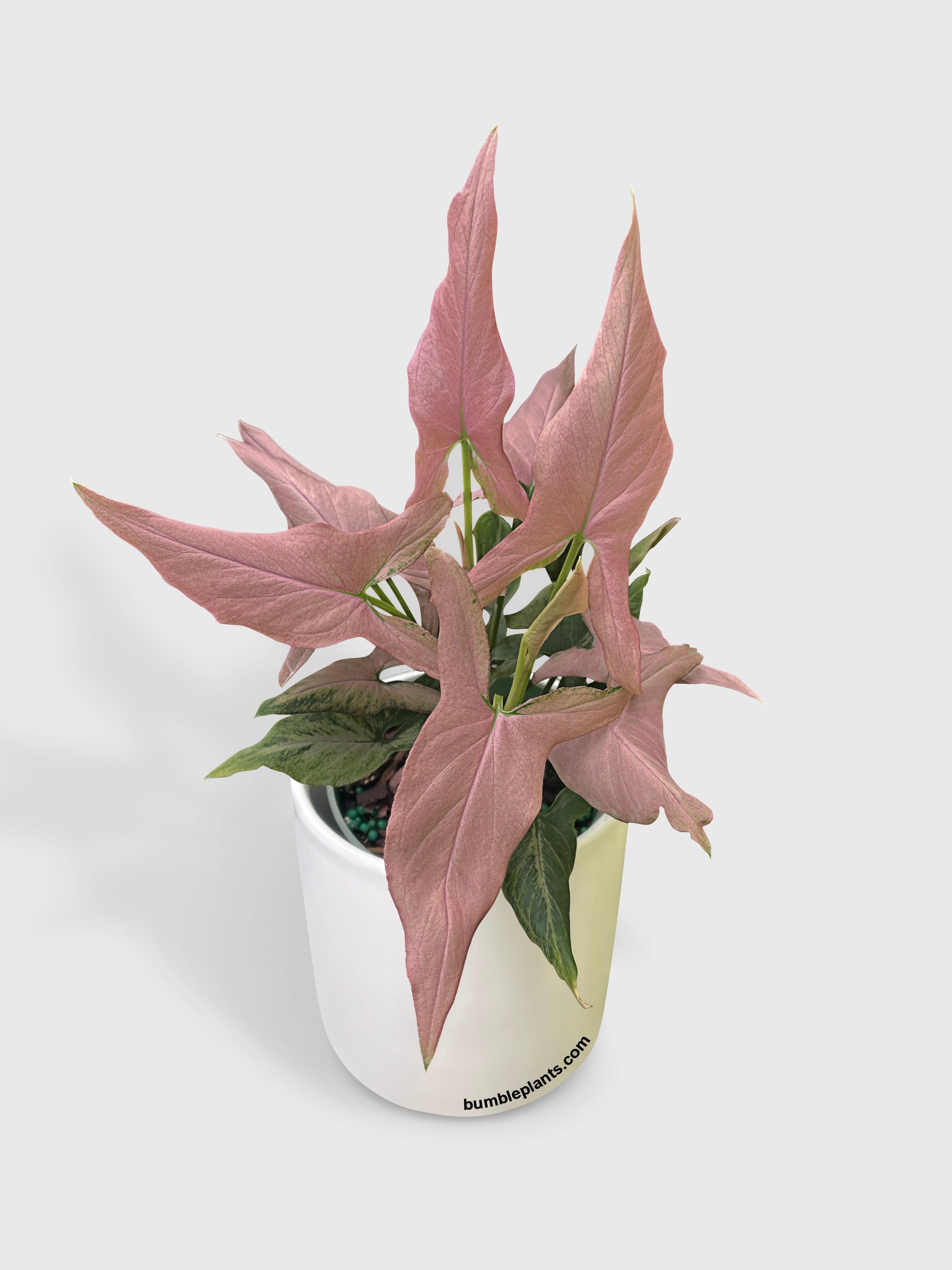 Syngonium Podophyllum Arrowhead 'Mickey'