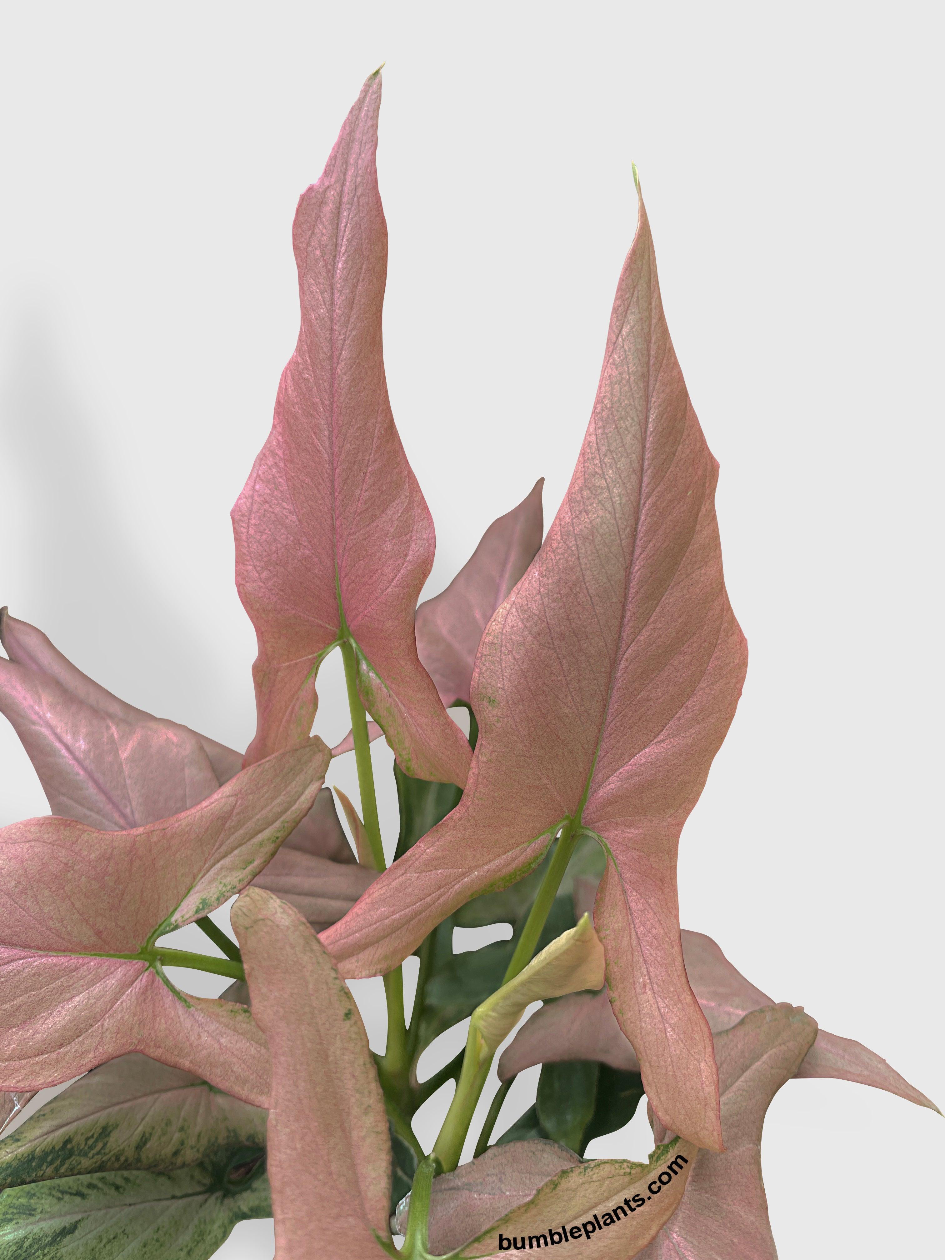 Syngonium Podophyllum Arrowhead 'Mickey'