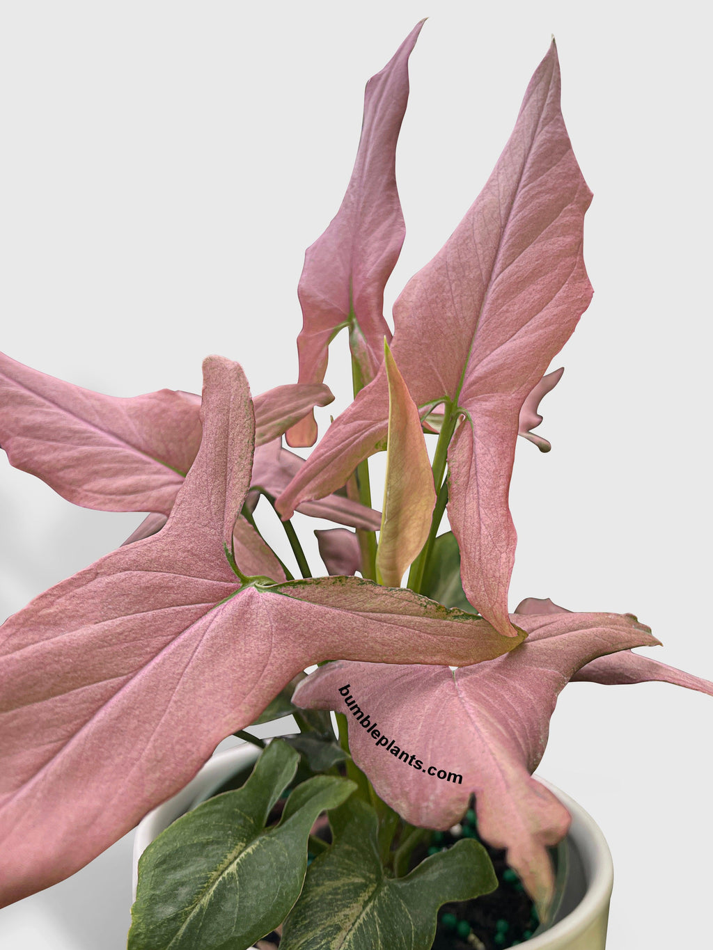 Syngonium Podophyllum Arrowhead 'Mickey'