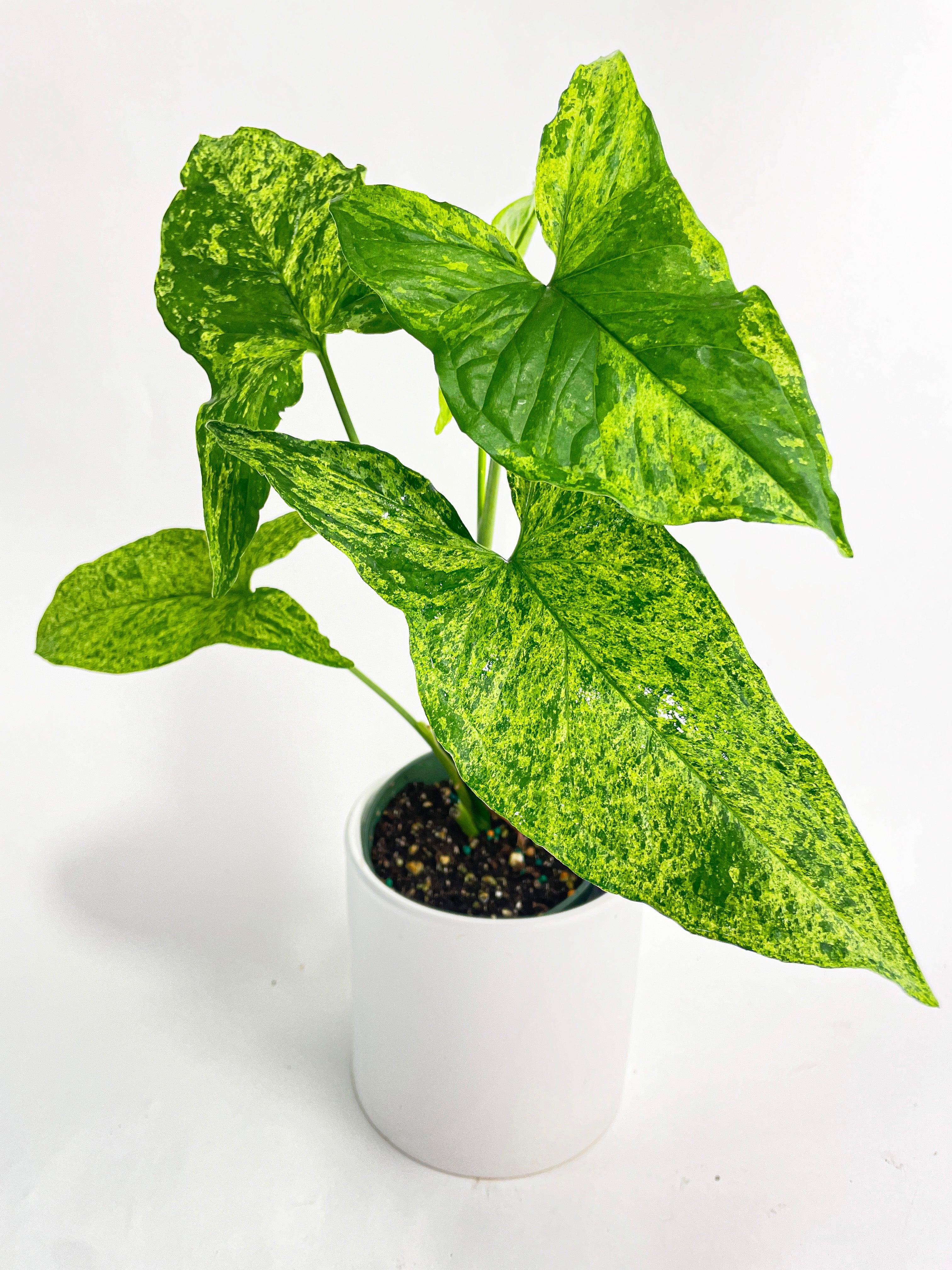 Syngonium Podophyllum 'Mojito' Hybrid