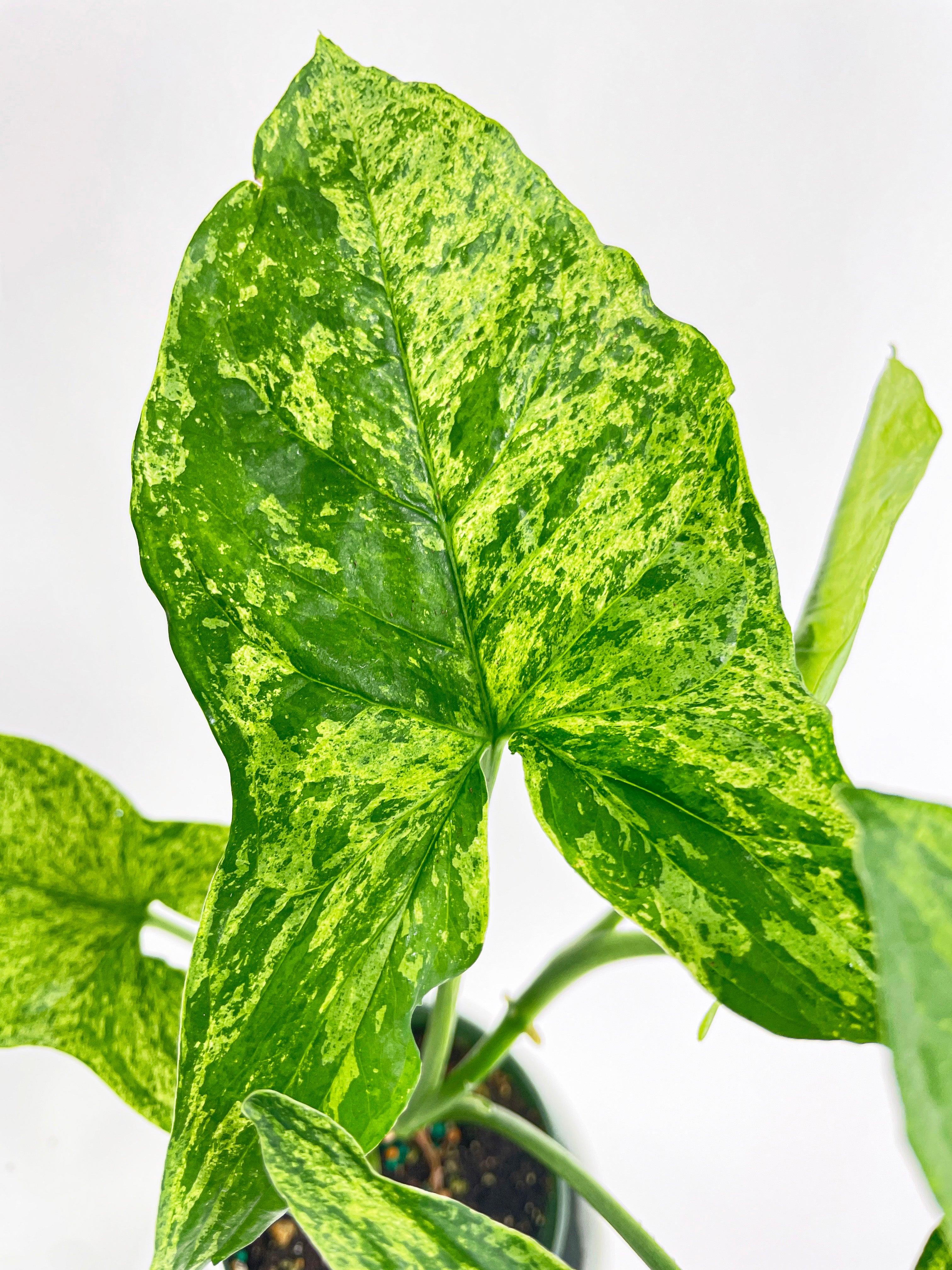 Syngonium Podophyllum 'Mojito' Hybrid