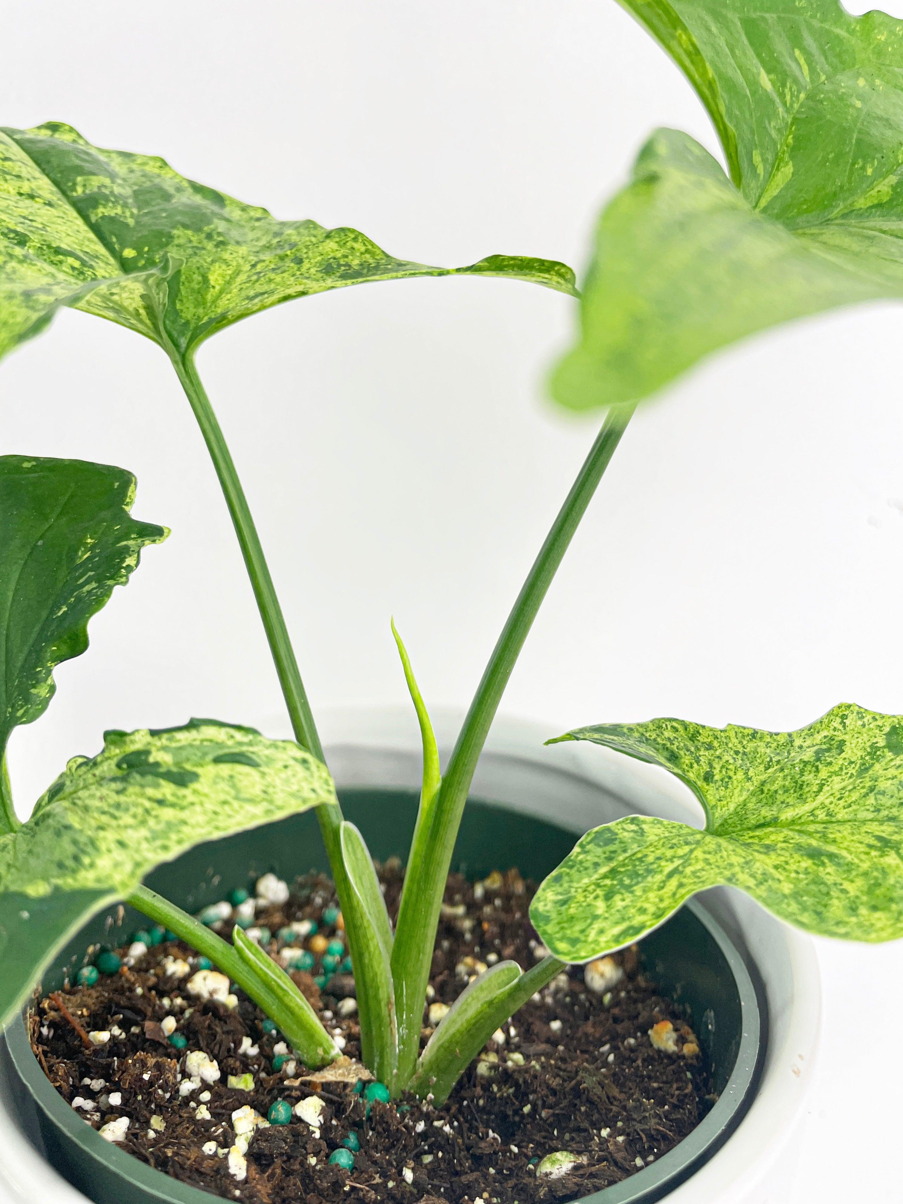Syngonium Podophyllum 'Mojito' Hybrid