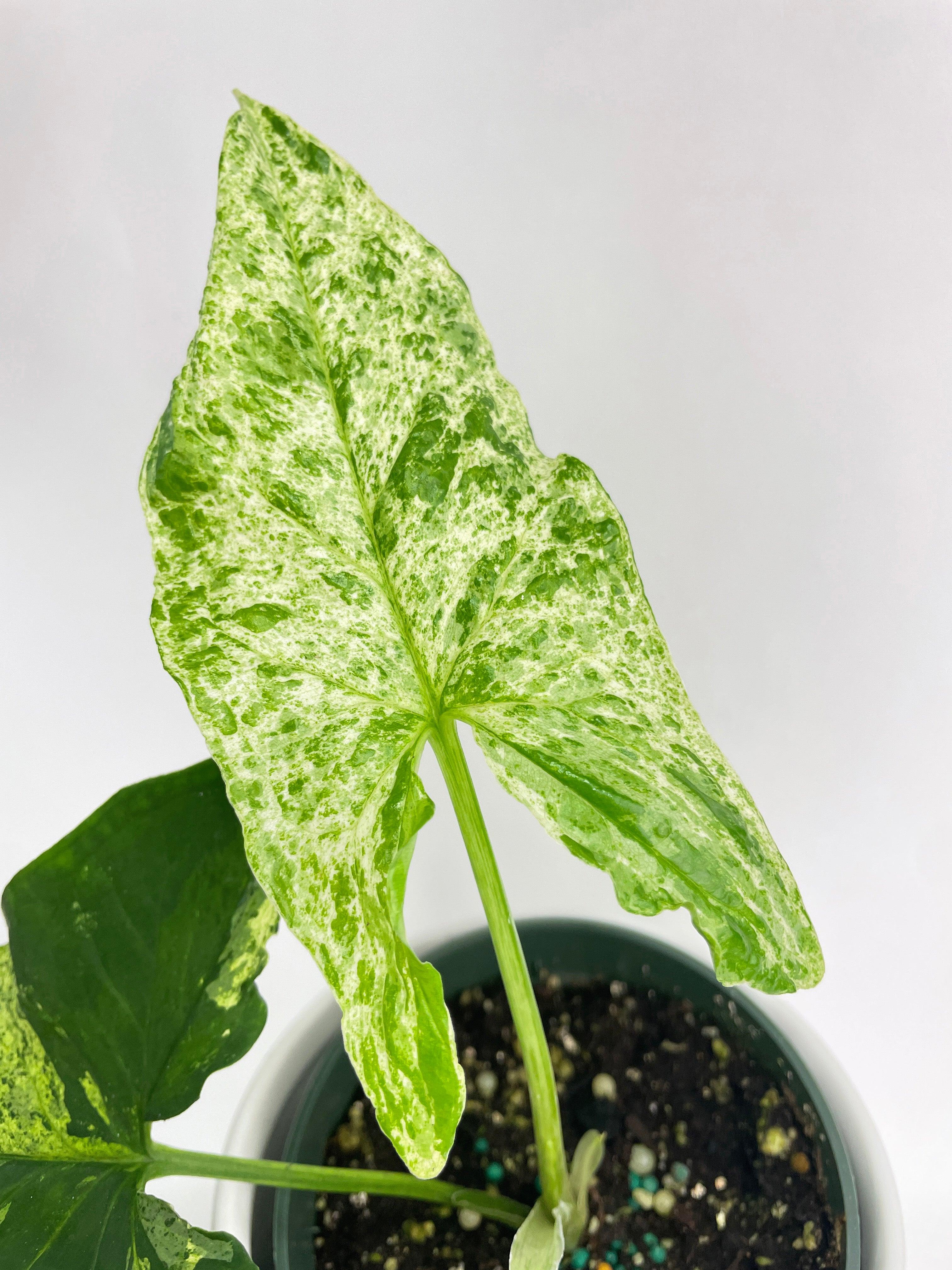Syngonium Podophyllum 'Mojito' Hybrid