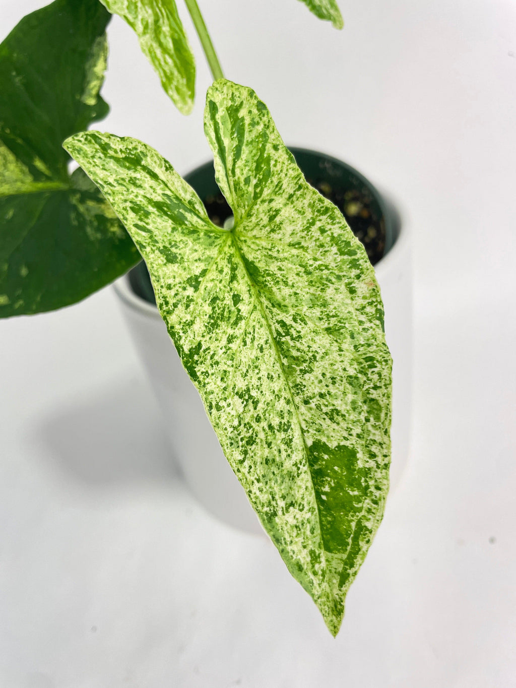 Syngonium Podophyllum 'Mojito' Hybrid