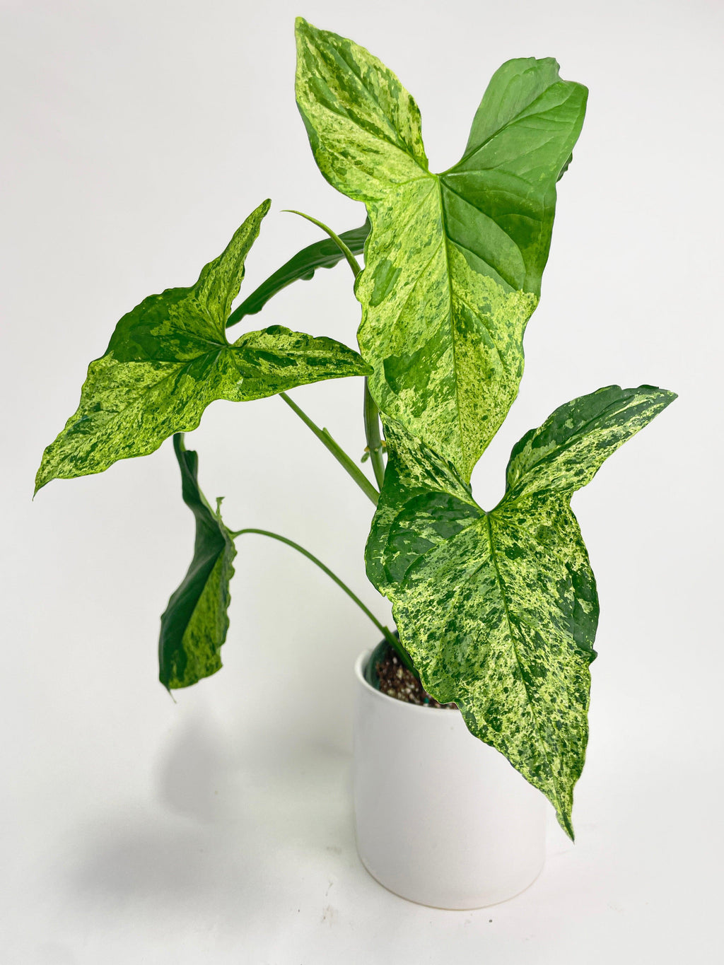 Syngonium Podophyllum 'Mojito' Hybrid