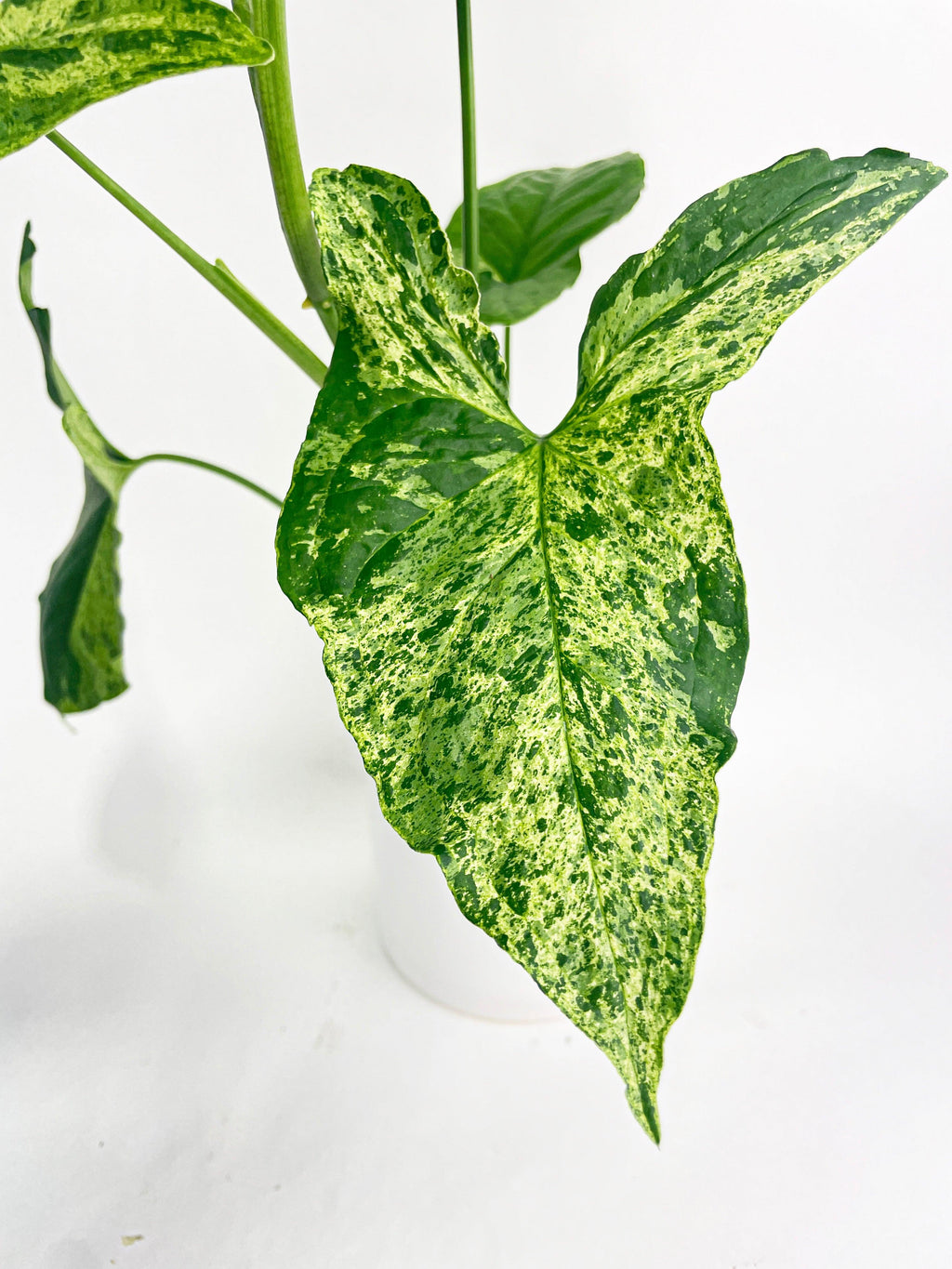 Syngonium Podophyllum 'Mojito' Hybrid