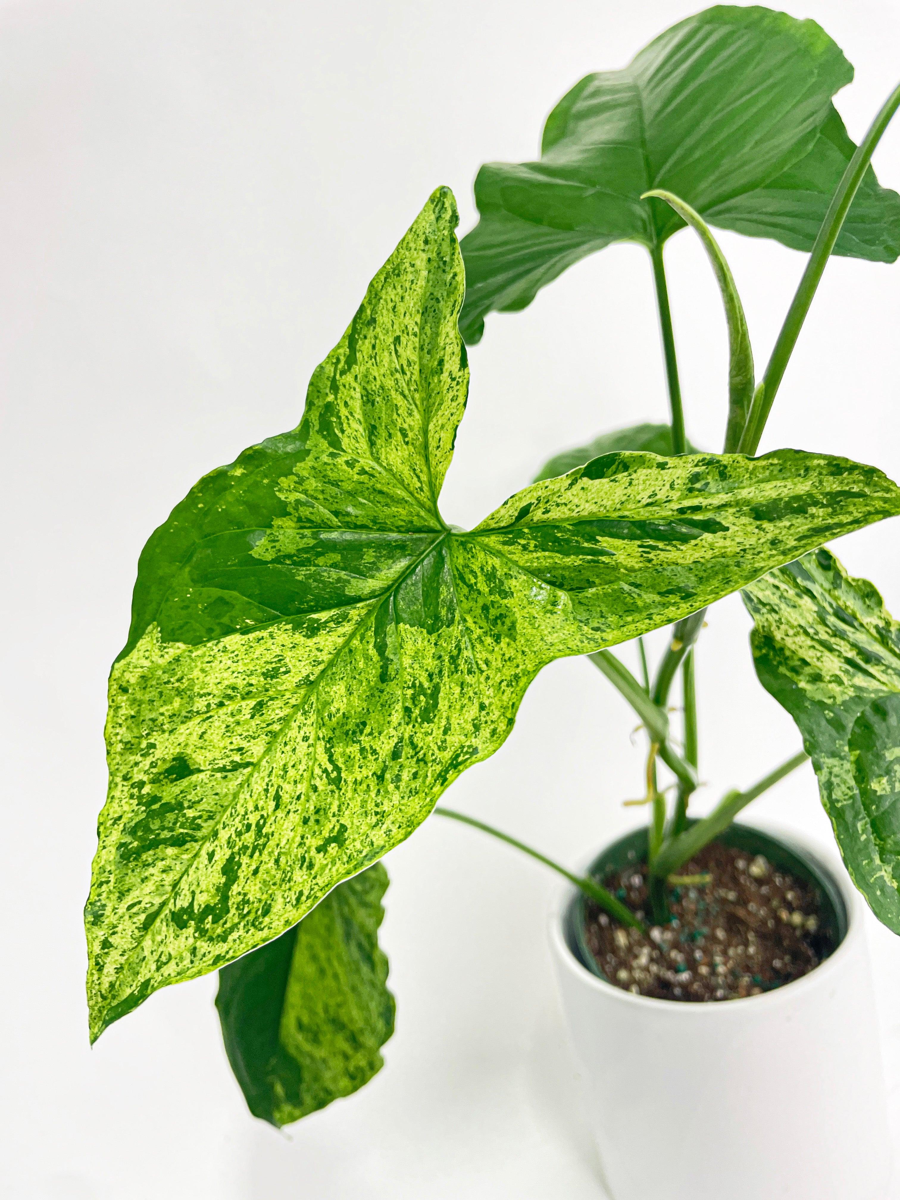 Syngonium Podophyllum 'Mojito' Hybrid