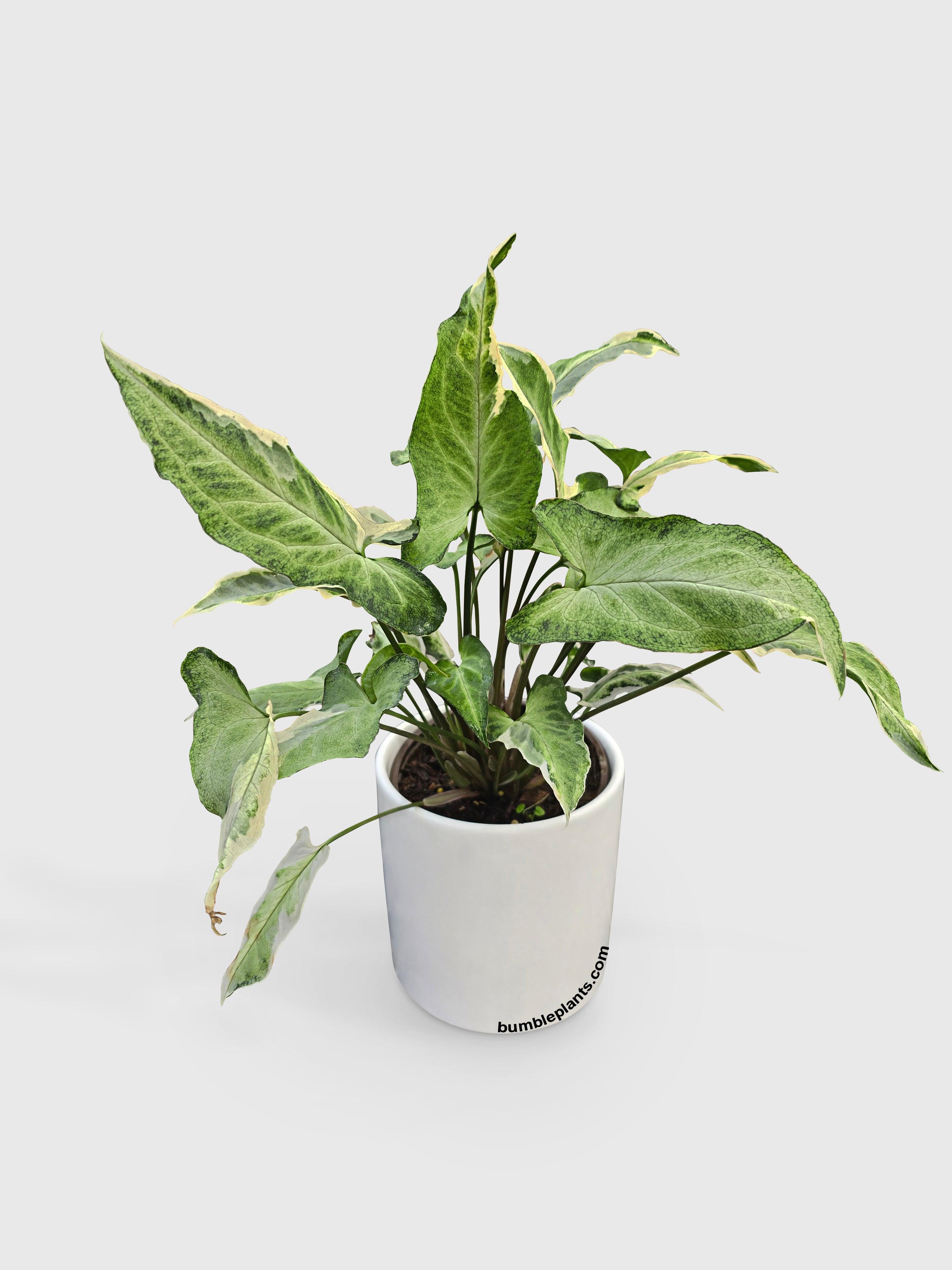 Syngonium Starlite Zebrina Variegata