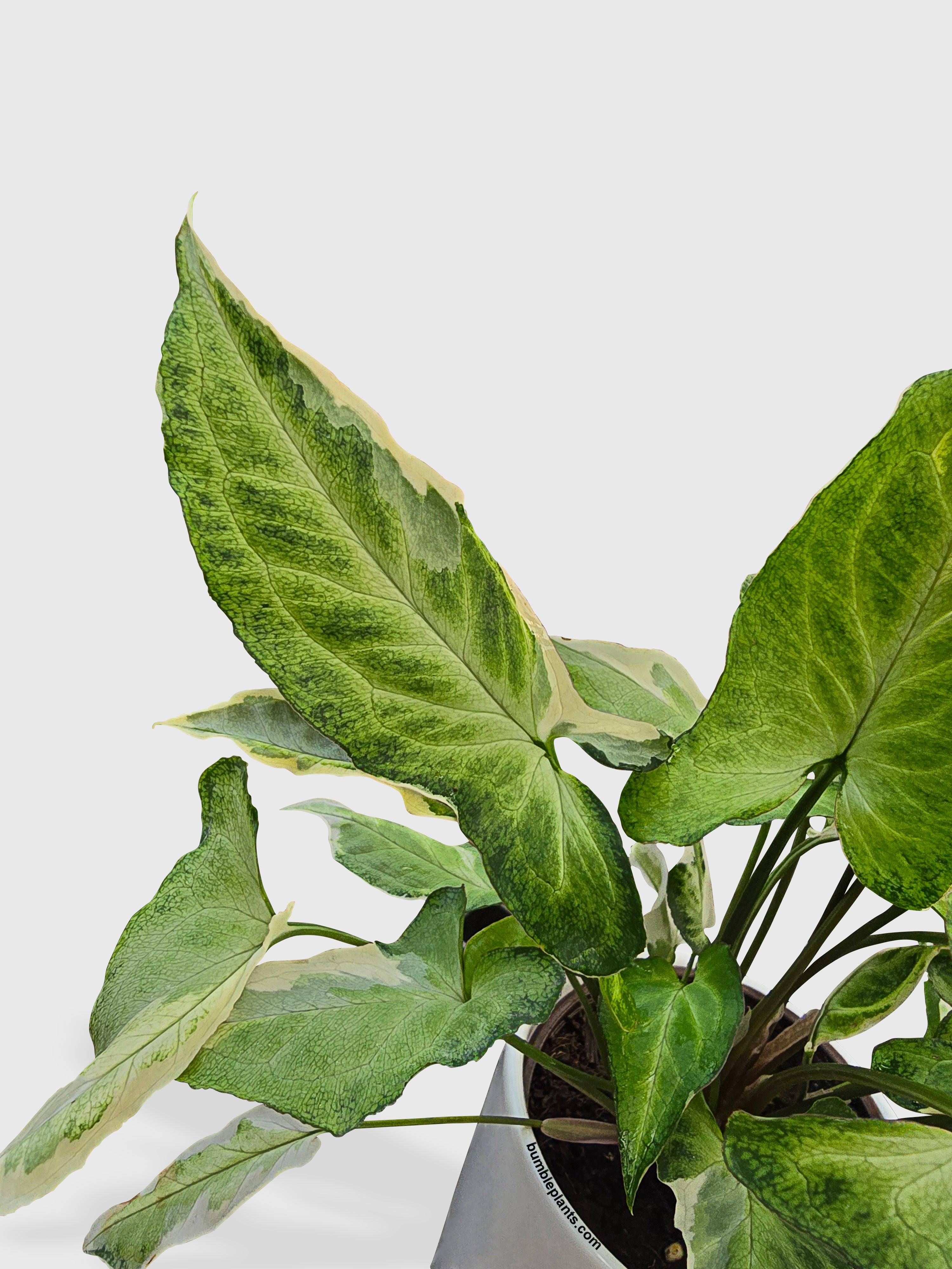 Syngonium Starlite Zebrina Variegata