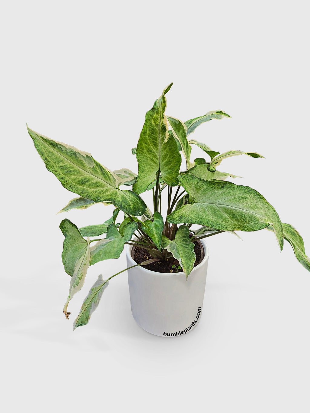 Syngonium Starlite Zebrina Variegata