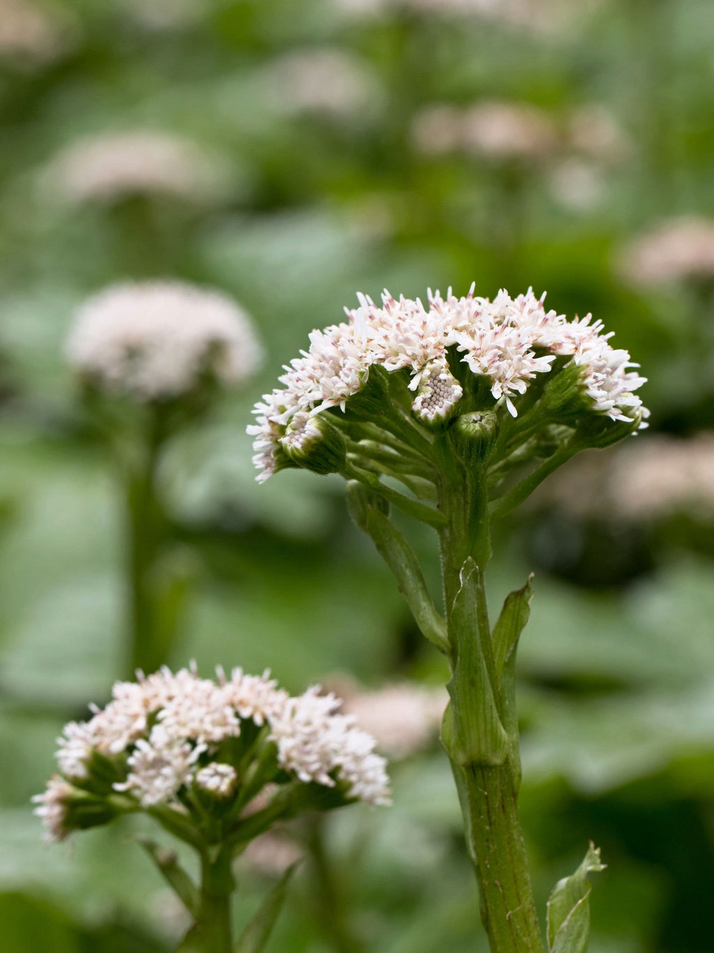 100 ARCTIC SWEET COLTSFOOT Petasites Frigidus Sun Shade Moist White Pink Flower Herb Seeds