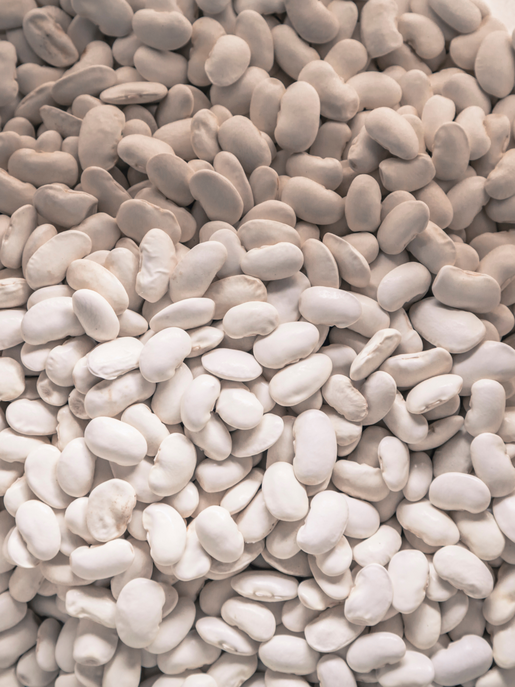 Heirloom Great North Beans