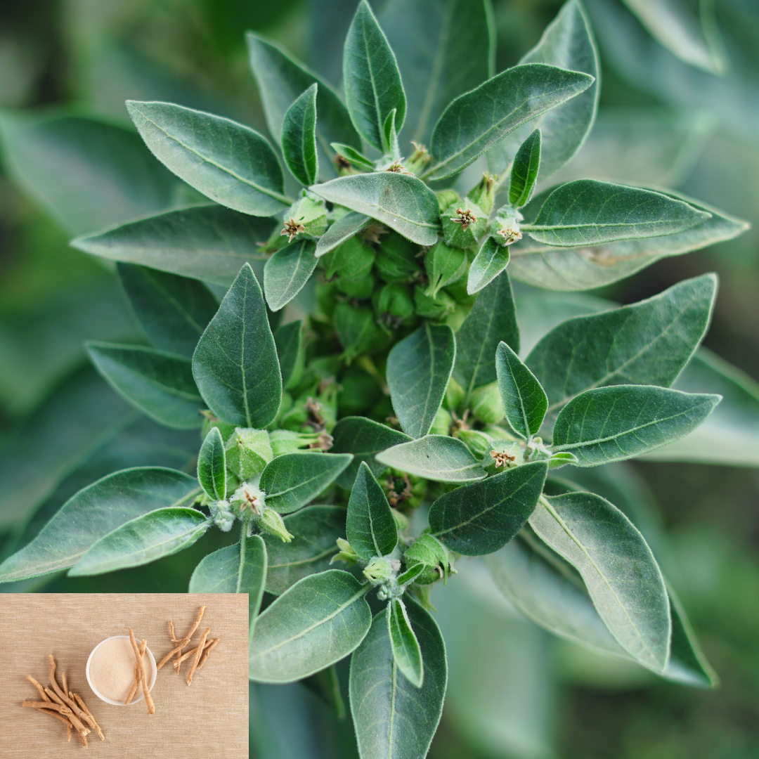 Organic Ashwagandha Herb