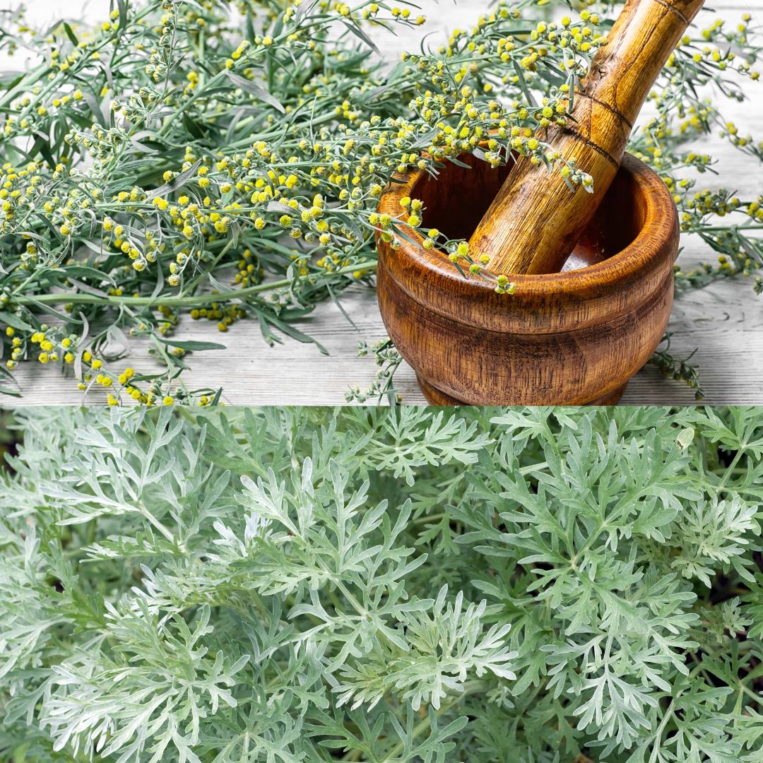 Organic Wormwood Herb