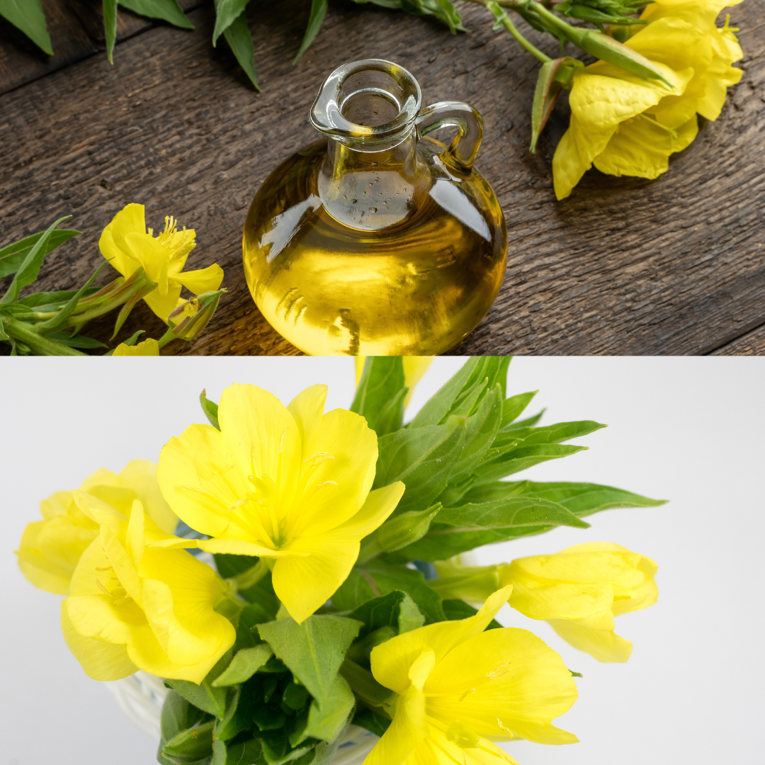 Heirloom Organic Evening Primrose Herb