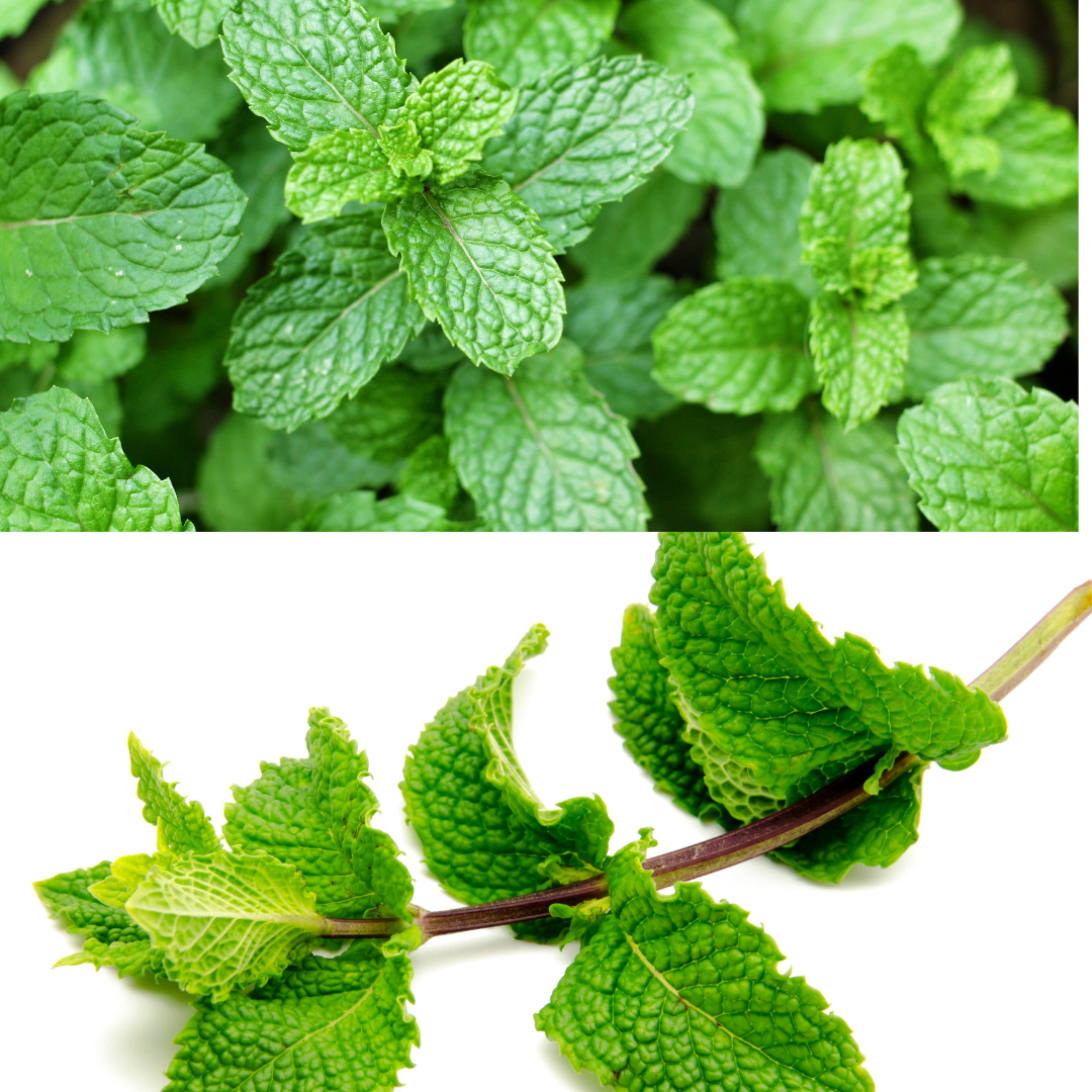 Organic Lemon Mint Herb