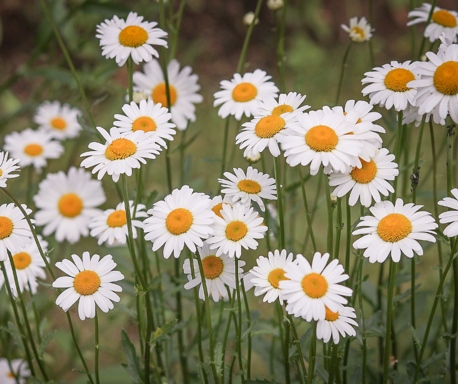Organic Shasta Daisy Alaska Seeds