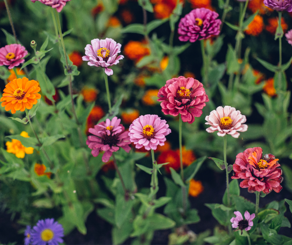 Zinnia Pumila Mix Come and Cut Again Seeds