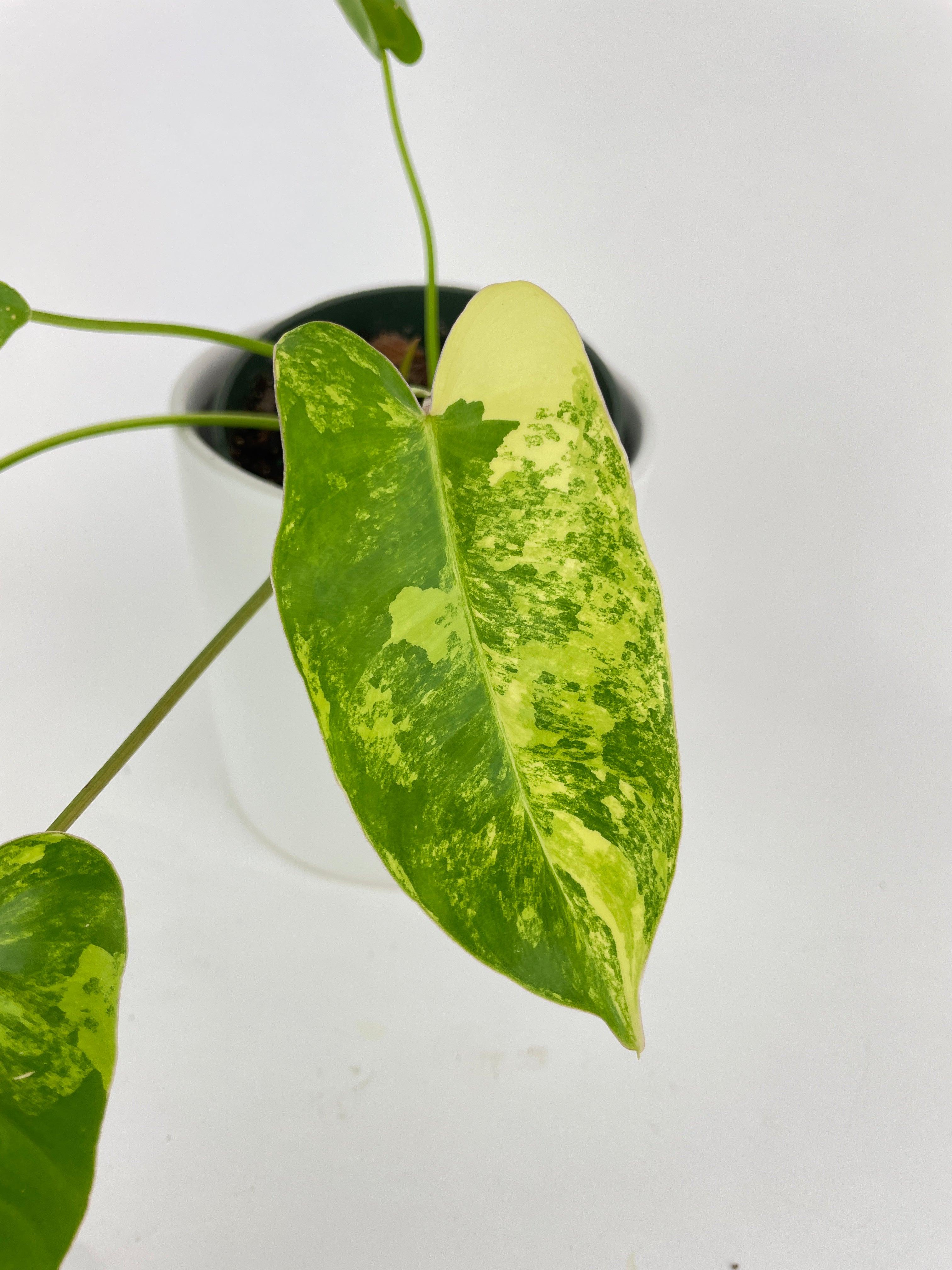 Variegated Philodendron Burle Marx