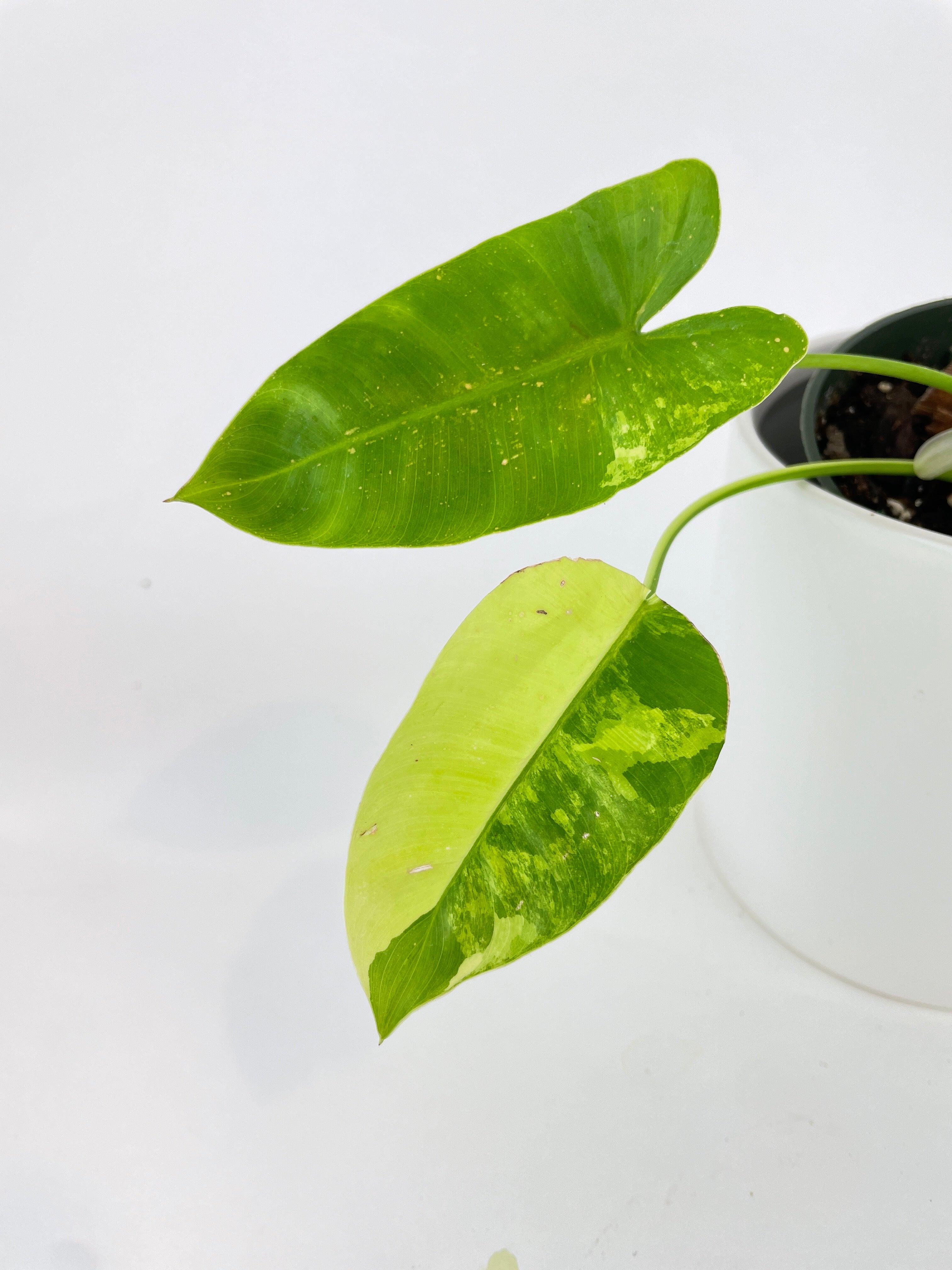 Variegated Philodendron Burle Marx