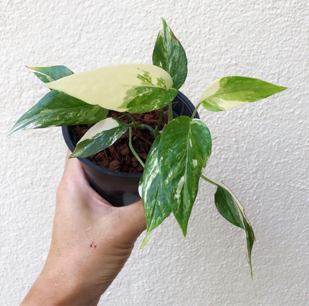 Epipremnum Pinnatum Albo Variegata Cebu Blue