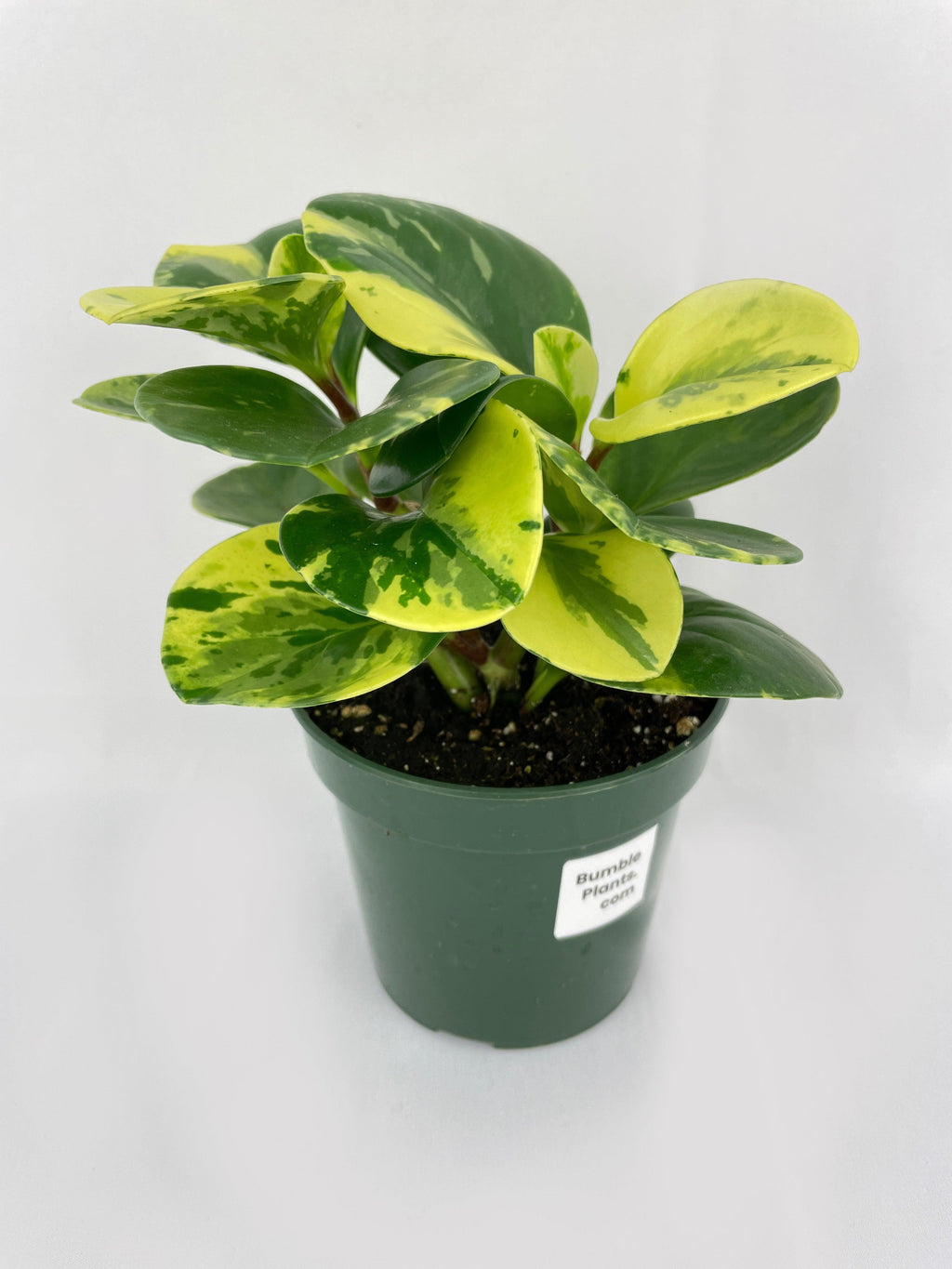 Variegated Peperomia Obtusifolia