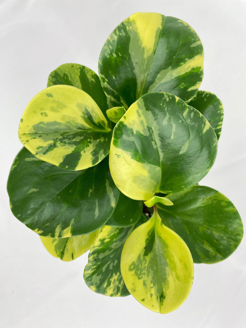 Variegated Peperomia Obtusifolia