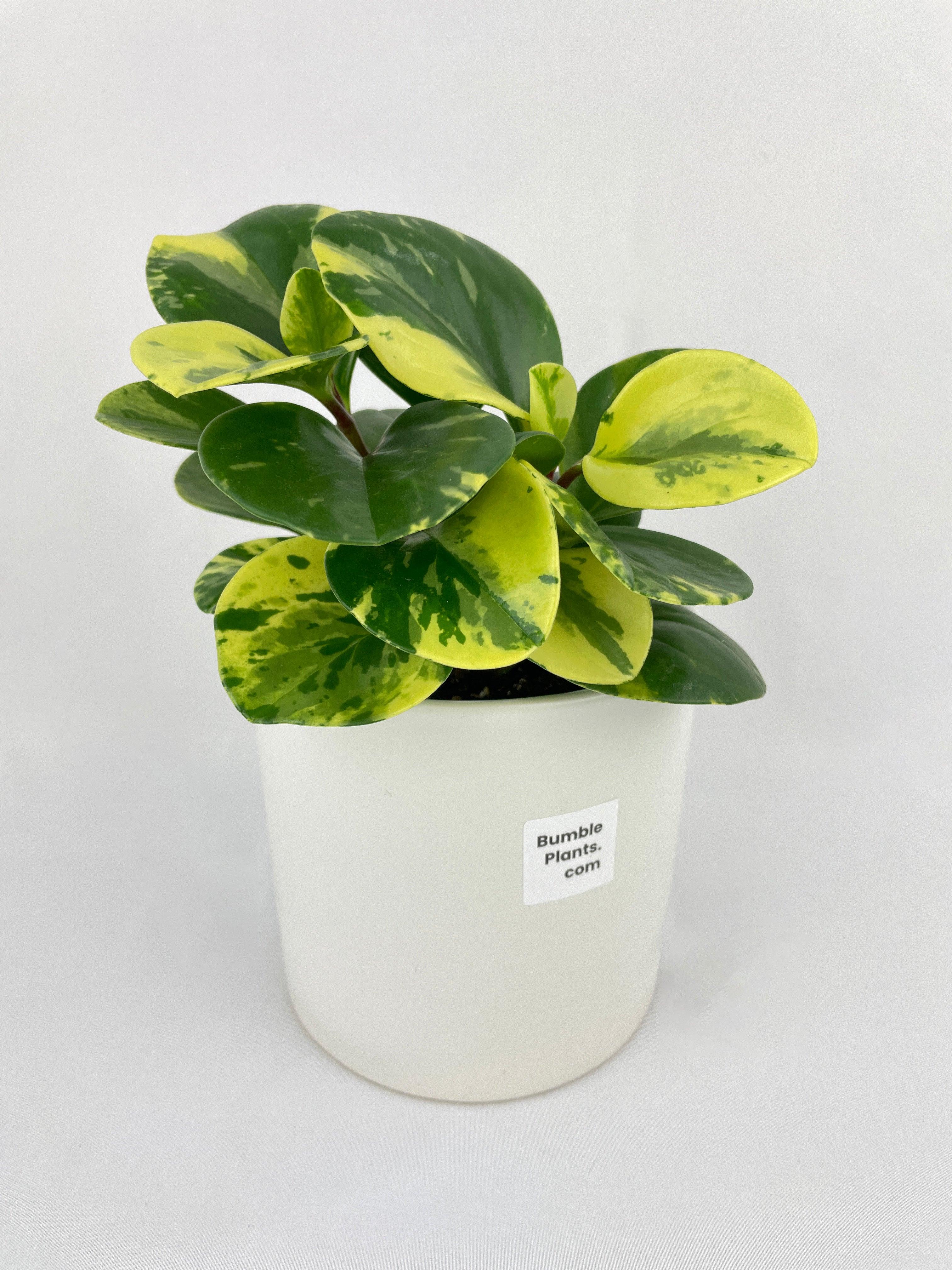 Variegated Peperomia Obtusifolia