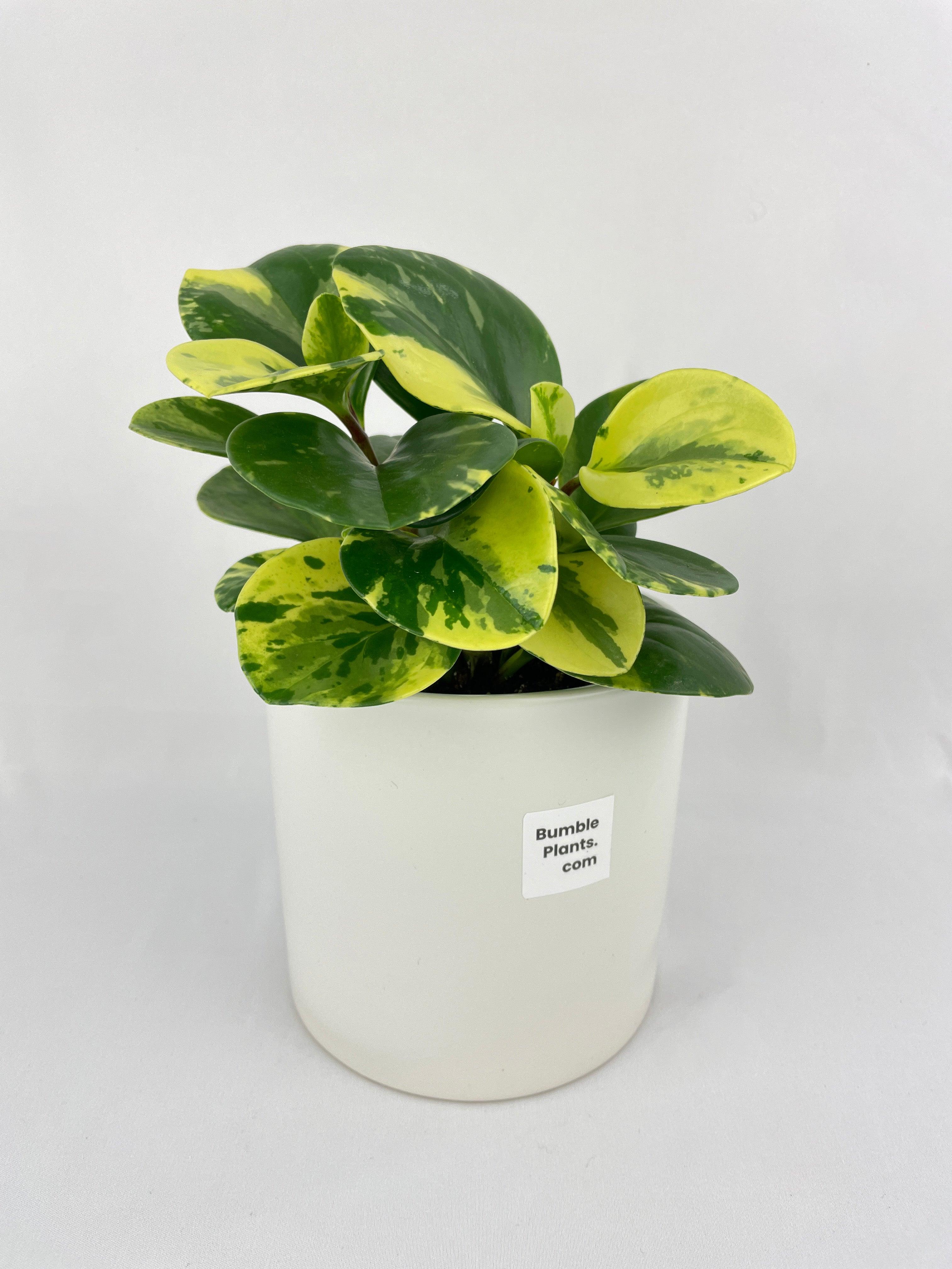 Variegated Peperomia Obtusifolia