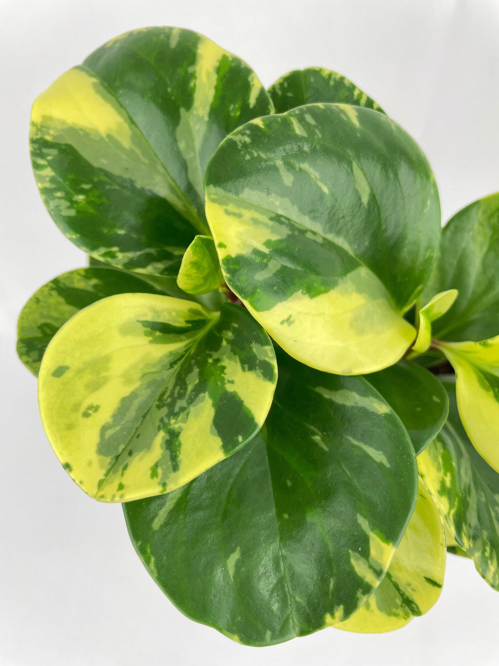 Variegated Peperomia Obtusifolia