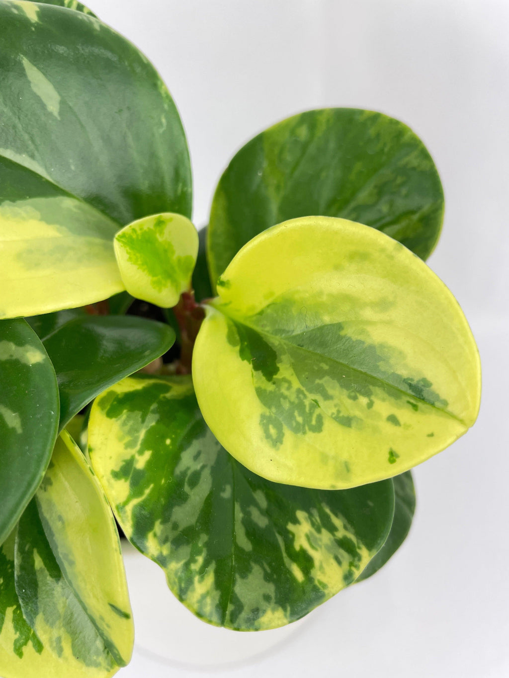 Variegated Peperomia Obtusifolia