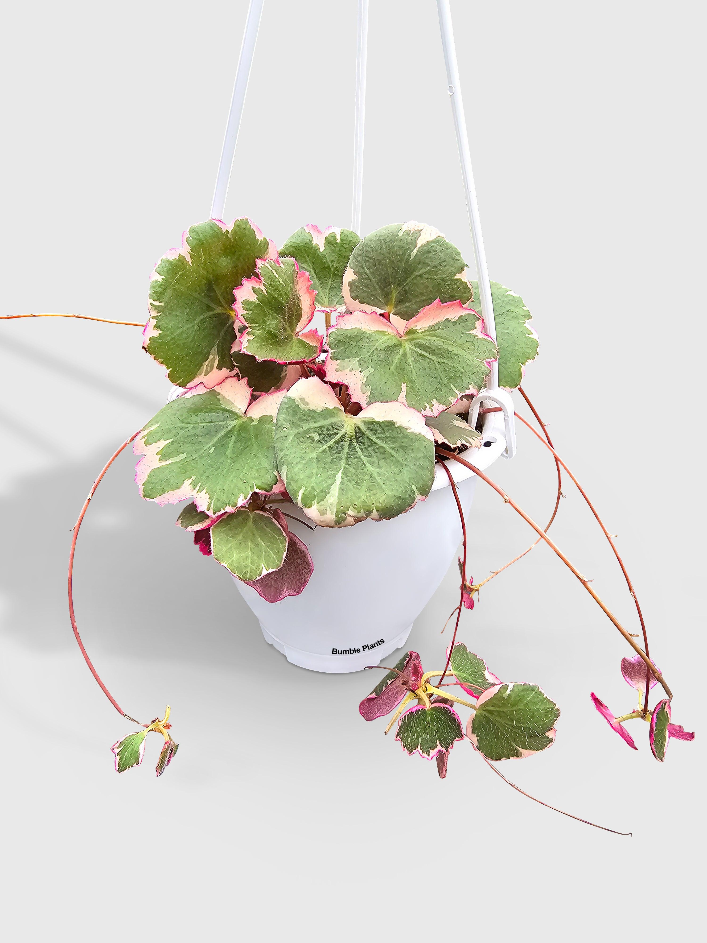Variegated Strawberry Begonia