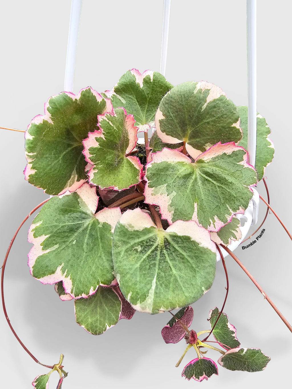 Variegated Strawberry Begonia