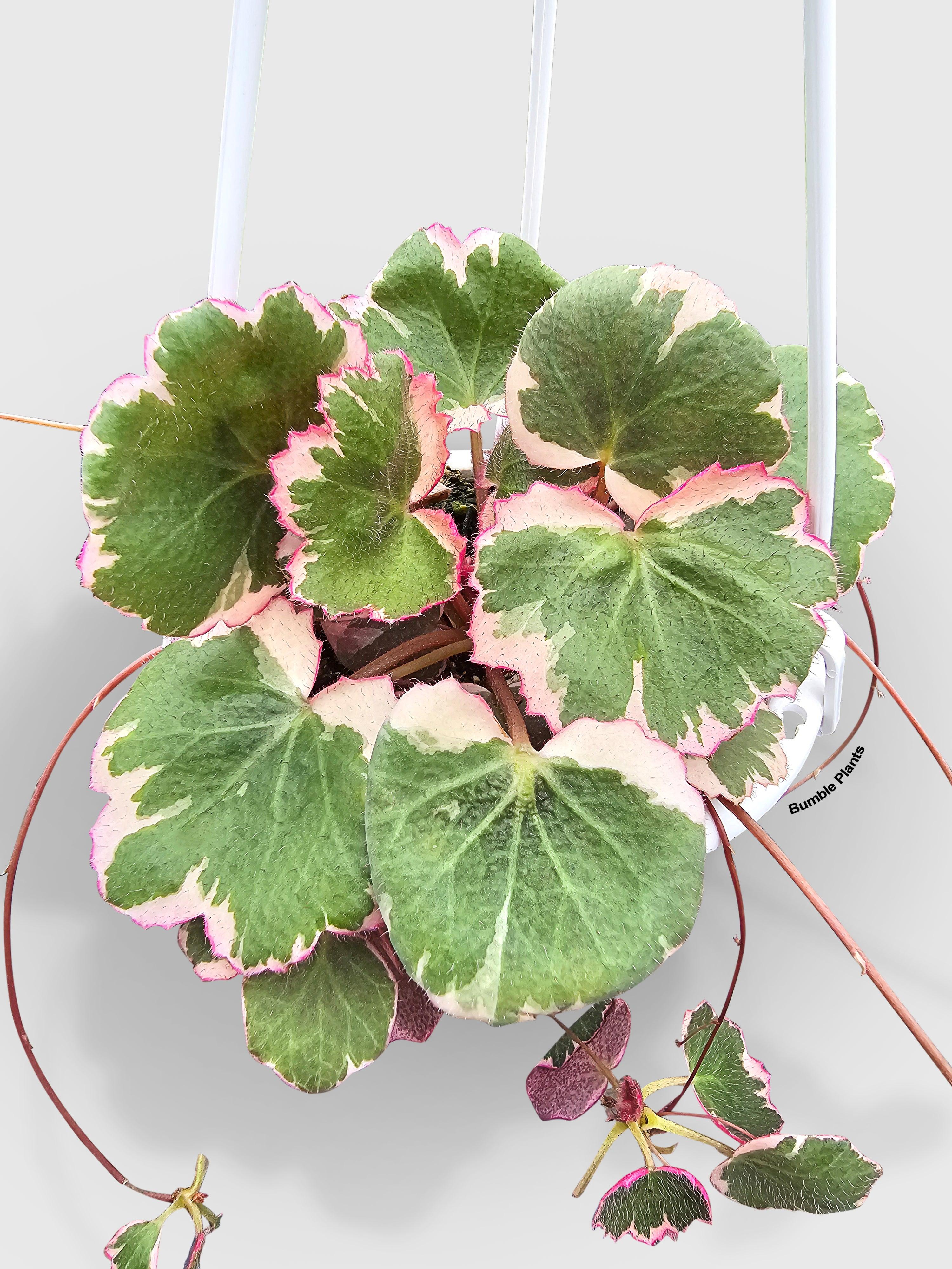Variegated Strawberry Begonia