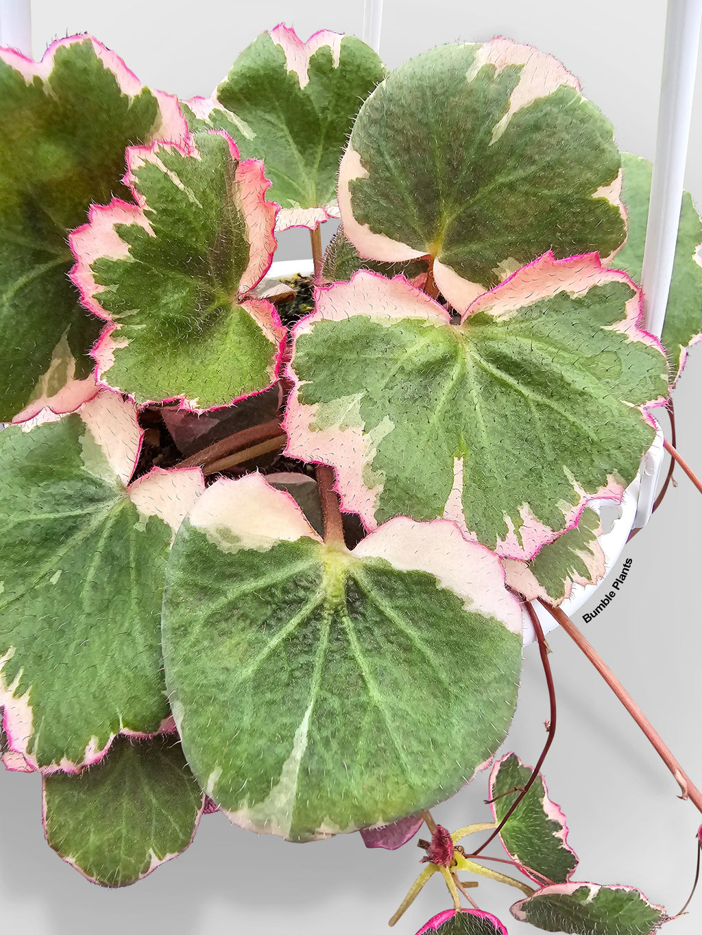 Variegated Strawberry Begonia