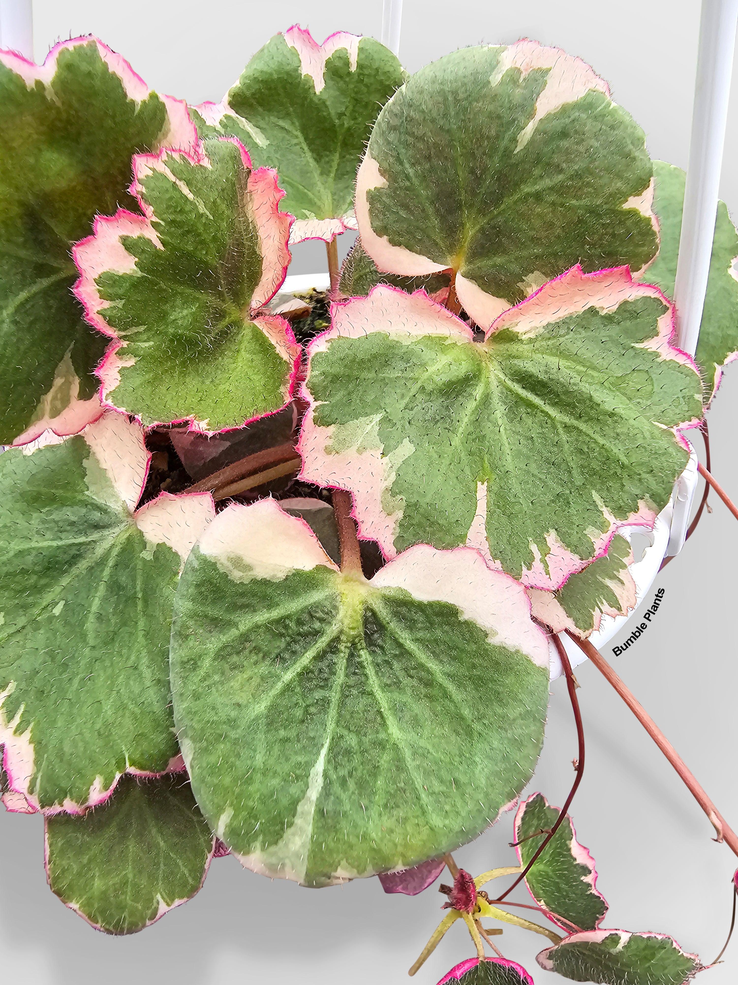 Variegated Strawberry Begonia