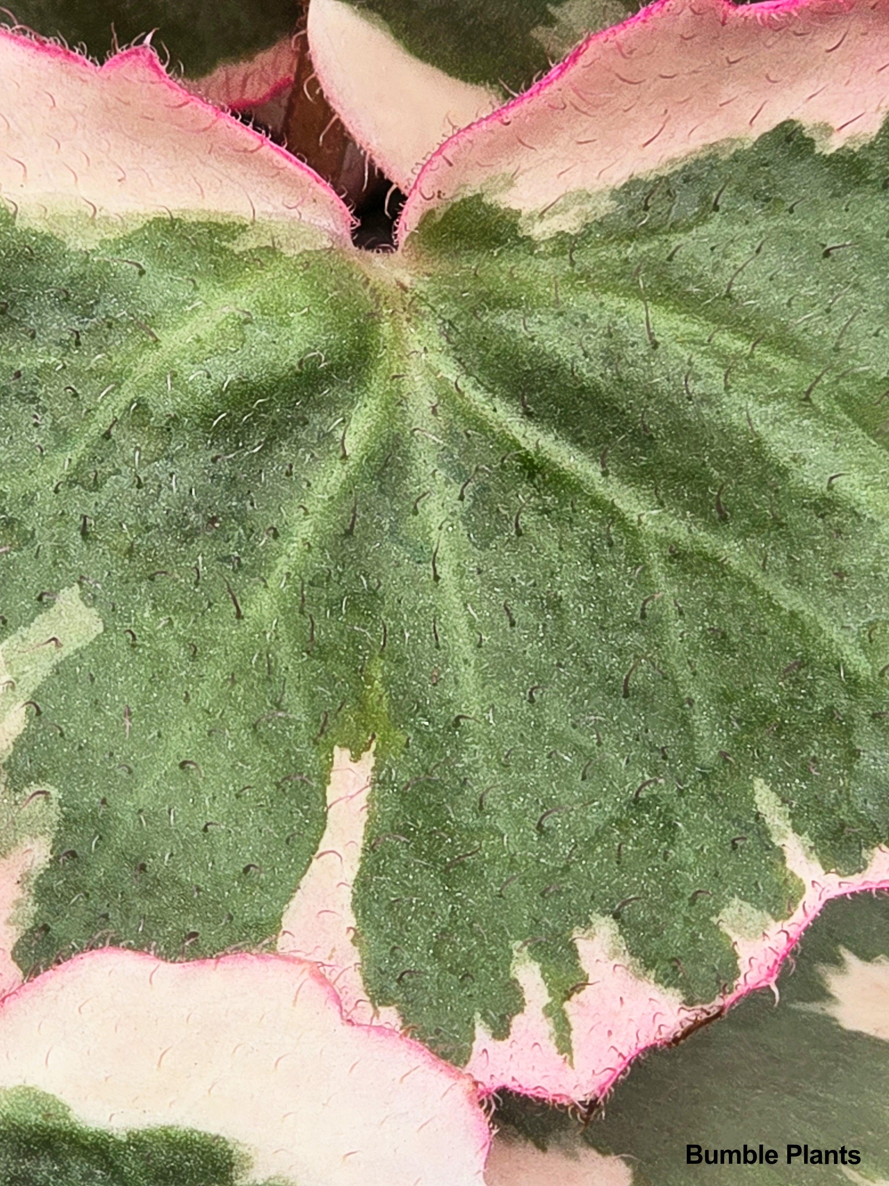 Variegated Strawberry Begonia