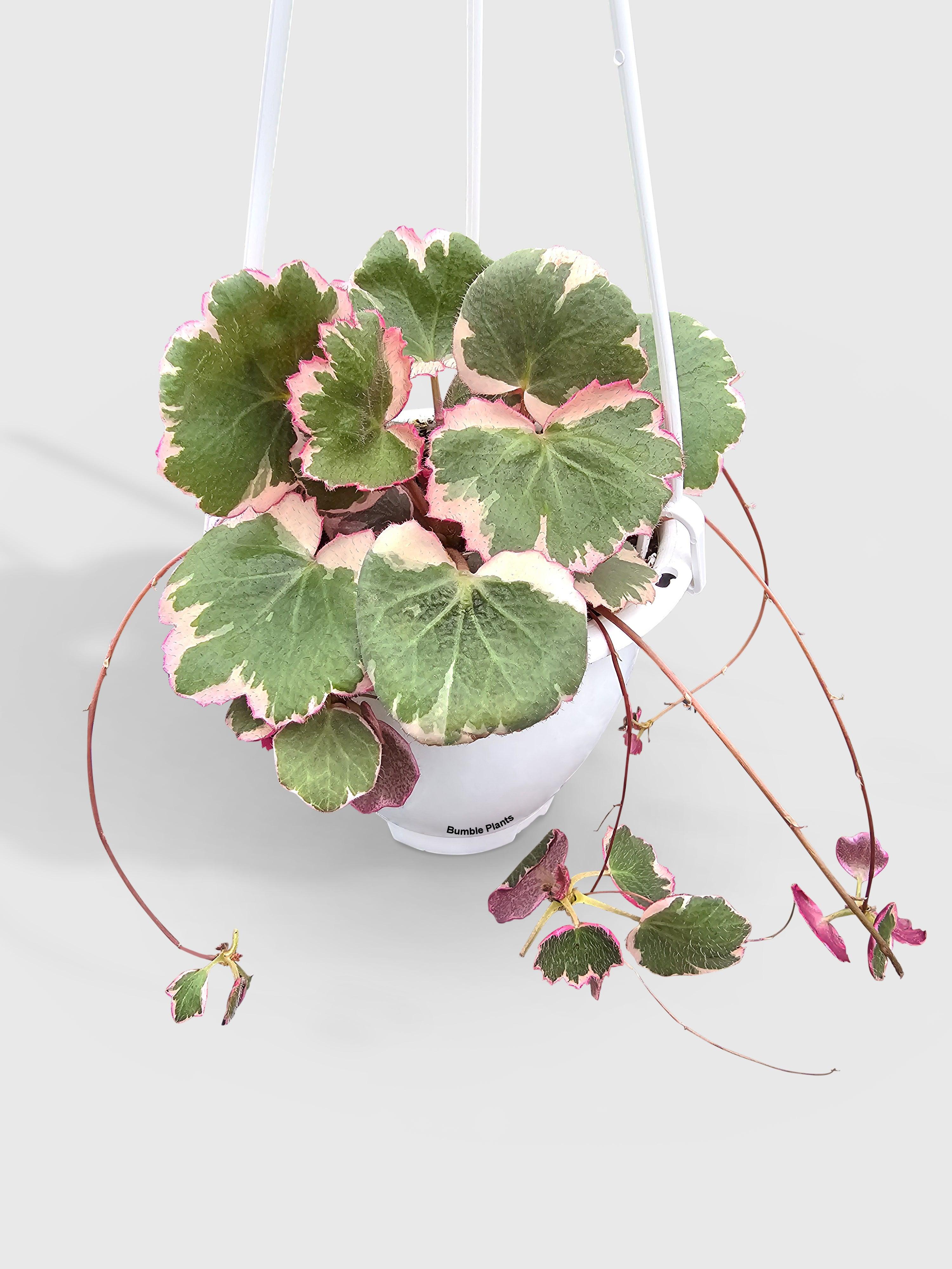 Variegated Strawberry Begonia