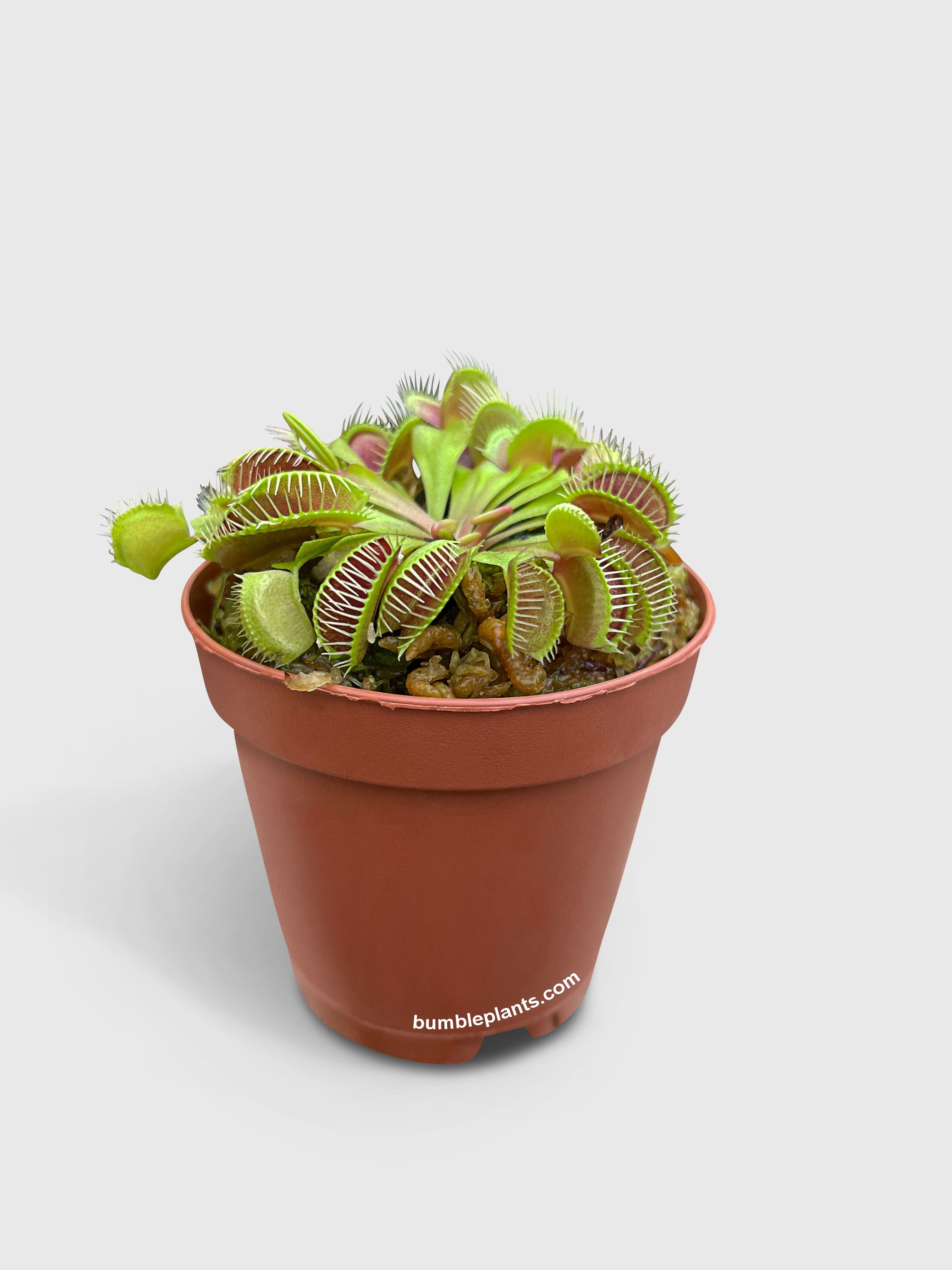 Venus Carnivorous Fly Trap