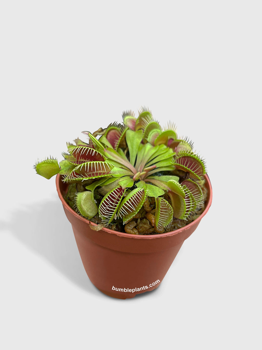 Venus Carnivorous Fly Trap