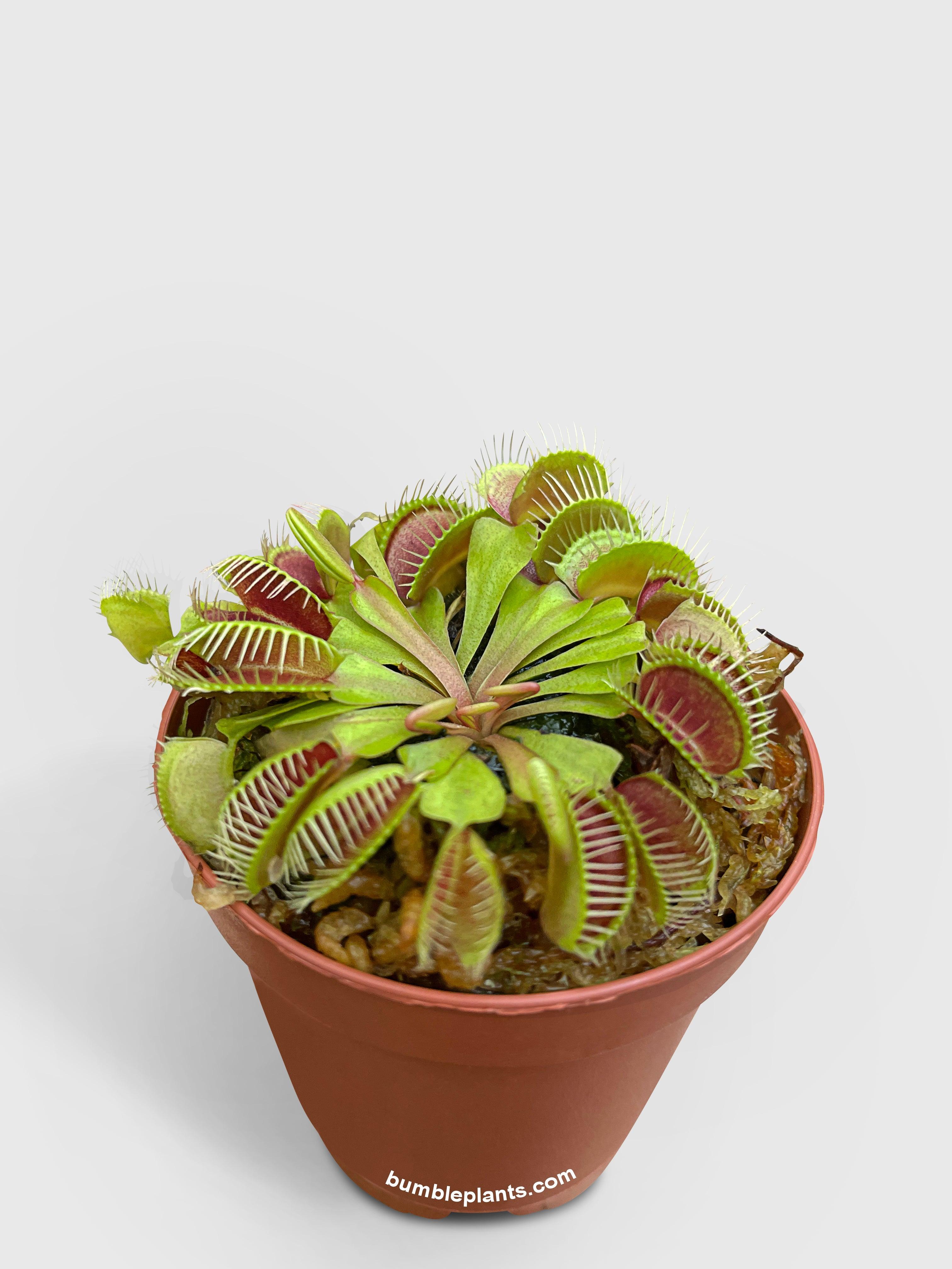 Venus Carnivorous Fly Trap