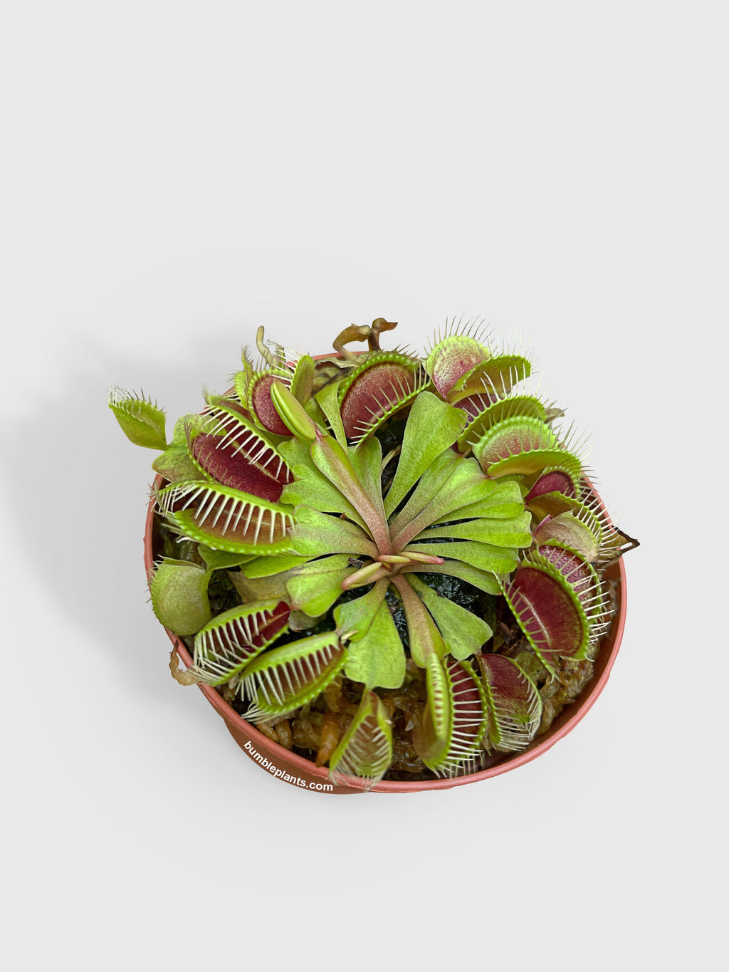Venus Carnivorous Fly Trap