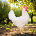 White Leghorn Chicks – Buy 10 + 5 Bonus Free (15 All-Female, Shipping Included)